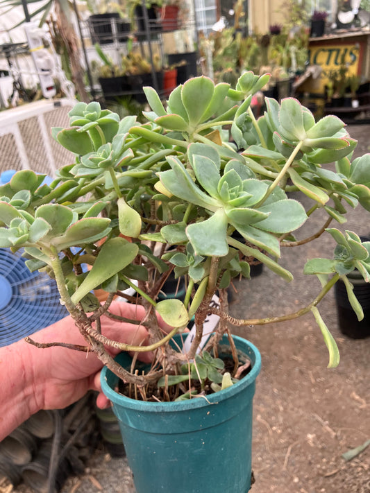 Aeonium Pinwheel Cluster 8"Tall 11"Wide 20 Rosettes #30W