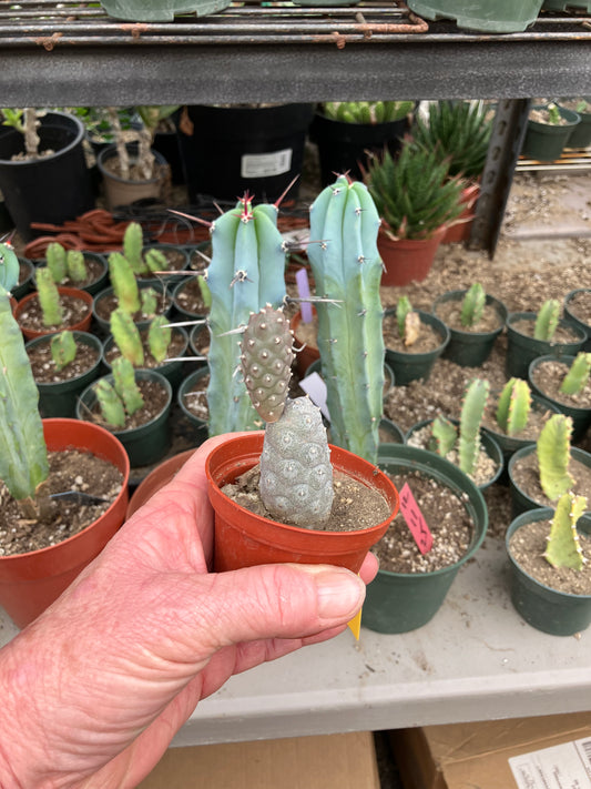 Pine Cone Cactus Tephrocactus~ articulatus  var. diadematus Pinecone 3.5”Tall #222Y