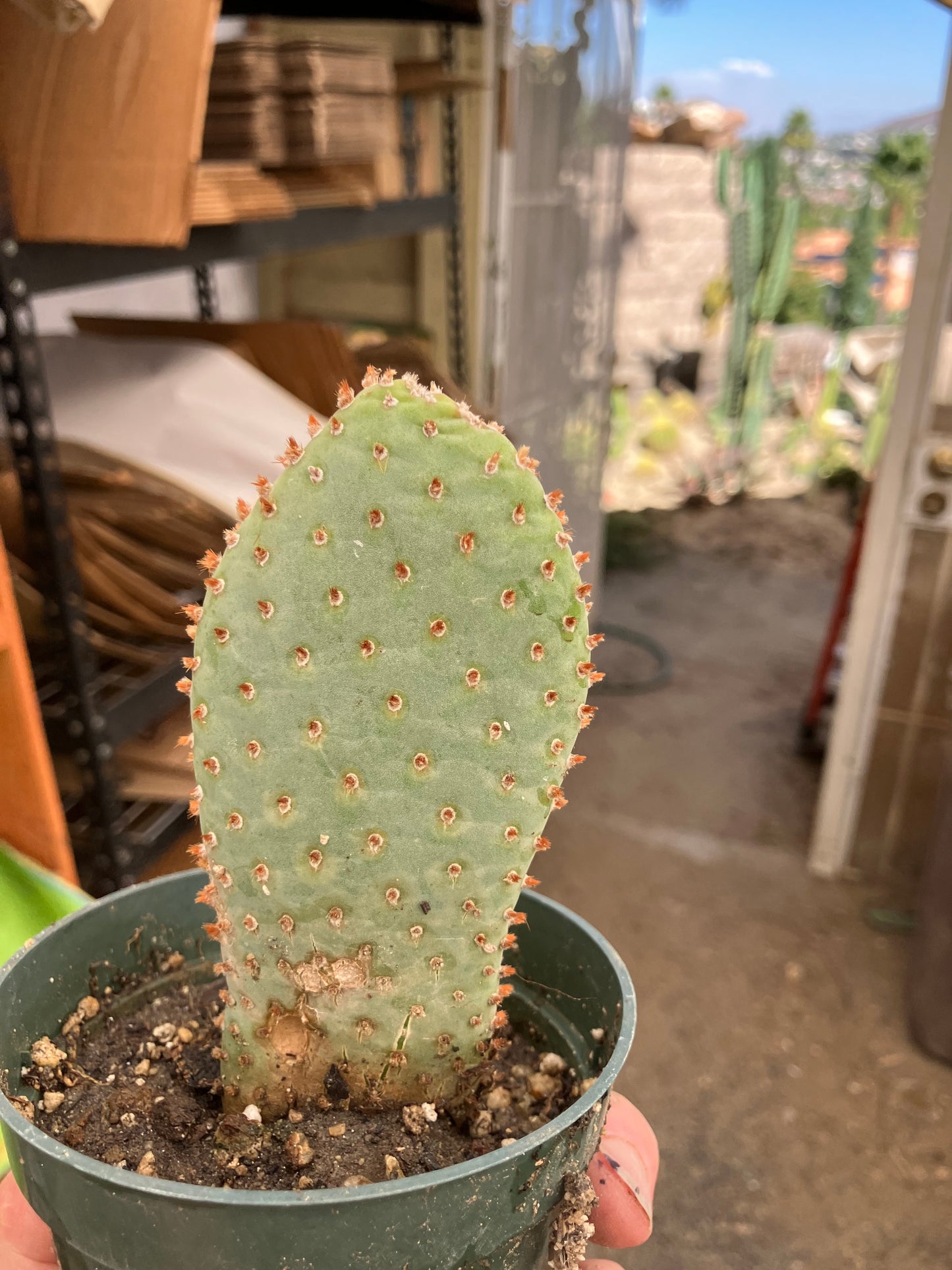 Opuntia Basilaris Beavertail Cactus 5"Tall #31Y
