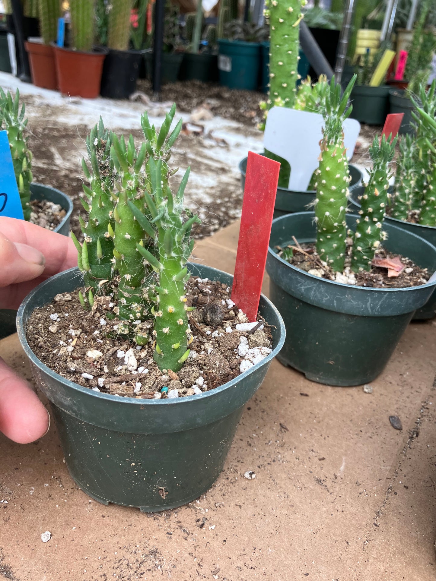 Austrocylindropuntia Cactus Gumbi Mini Eve's Needle 3"Tall #712R