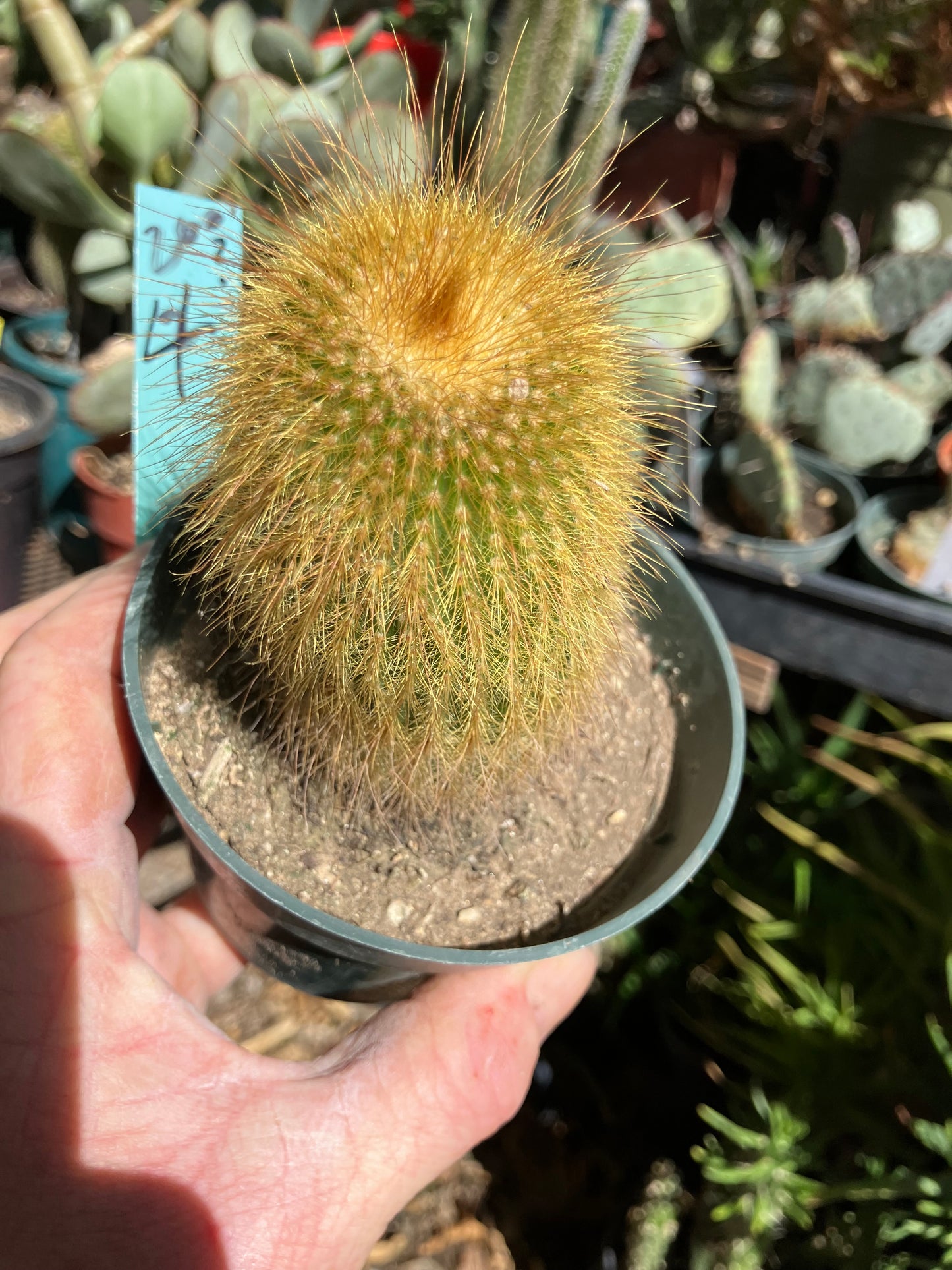 Notocactus leninghausii 4"Tall Cactus #200G