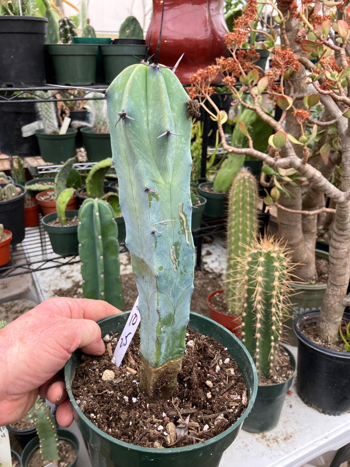 Myrtillocactus cochal Candelabra Cactus 11"Tall 2.5" Wide #11W