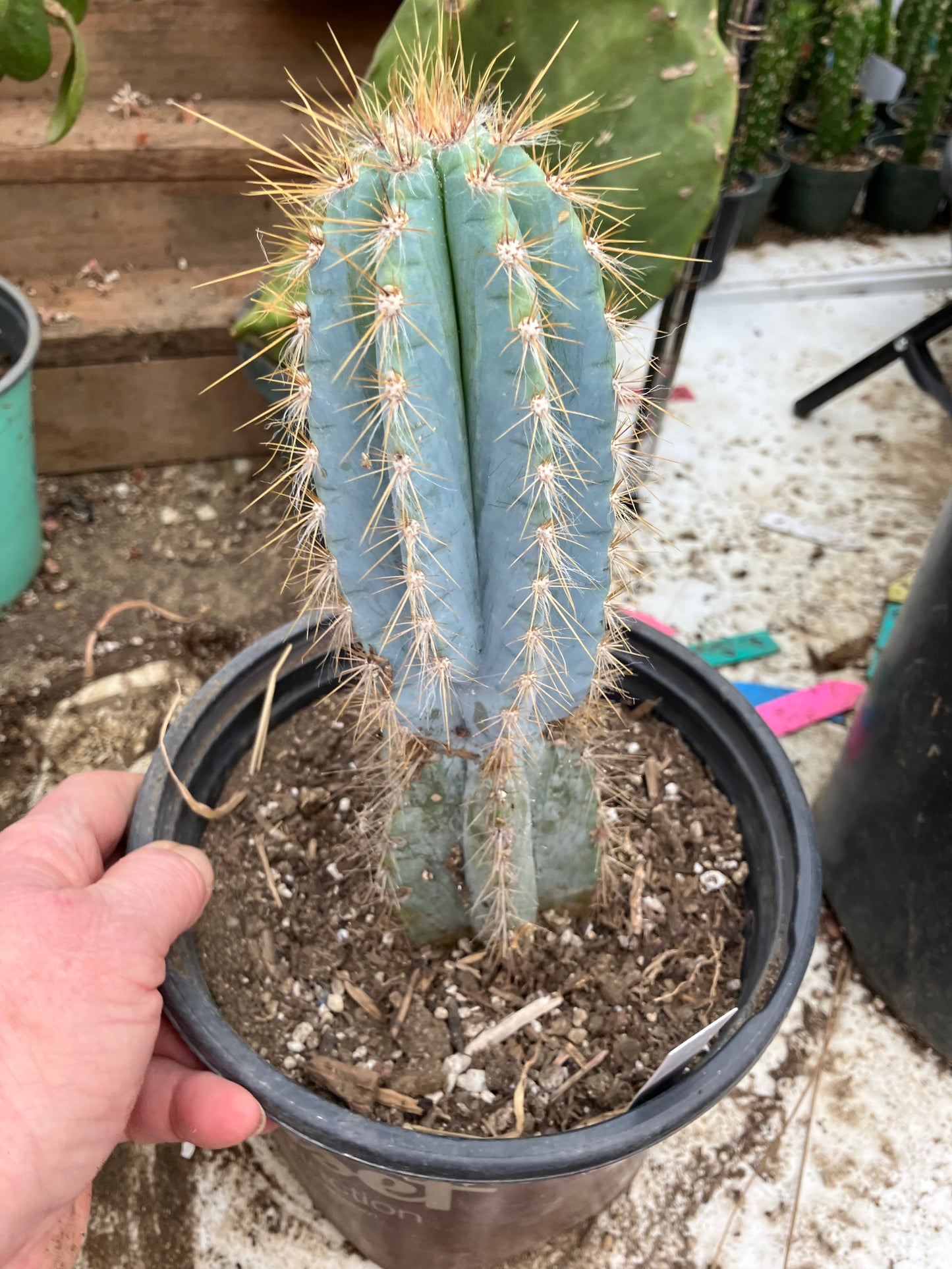 Pilosocereus Blue Azureus Cactus 10" Tall 8.5"Circumference #108W