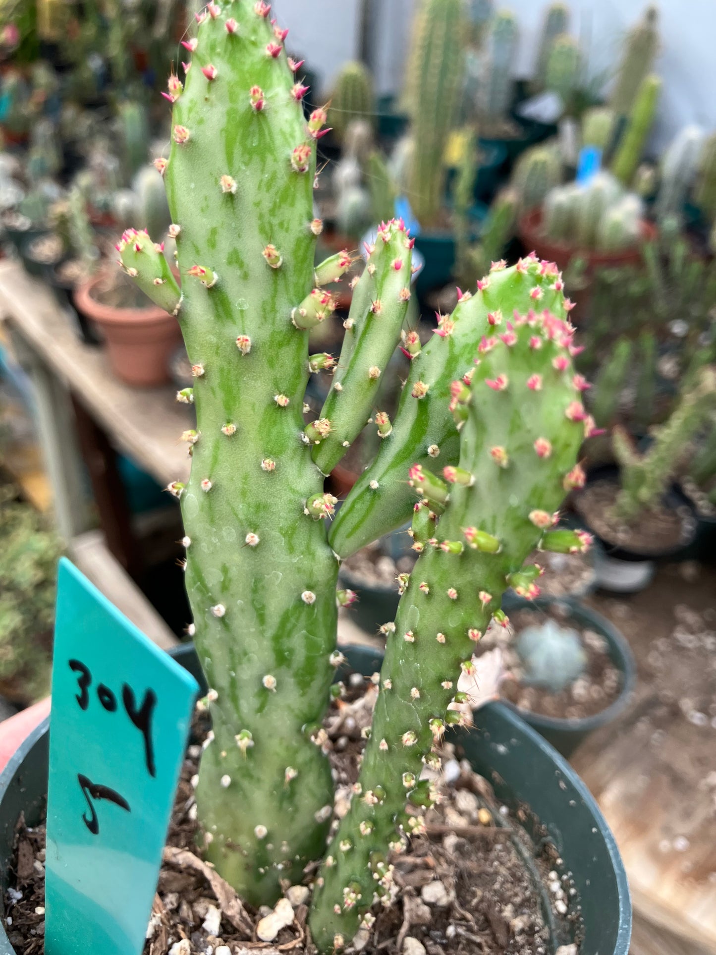 Opuntia monacantha "Joseph's Coat" Cactus 5"Tall #304G