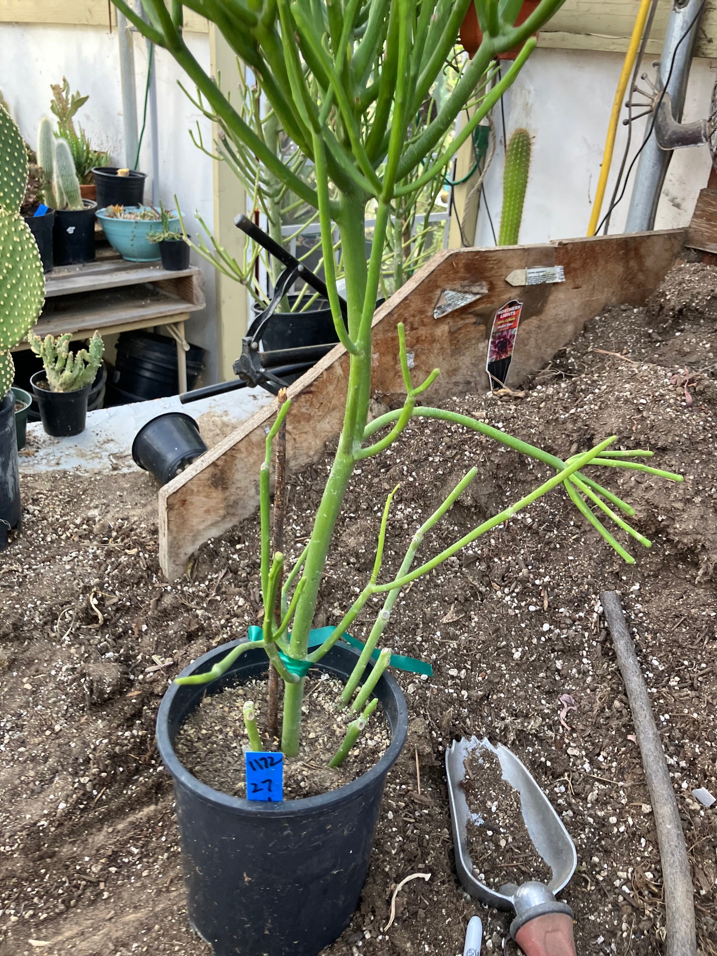 Euphorbia tirucalli Pencil cactus 27"Tall 11"Wide #1172B