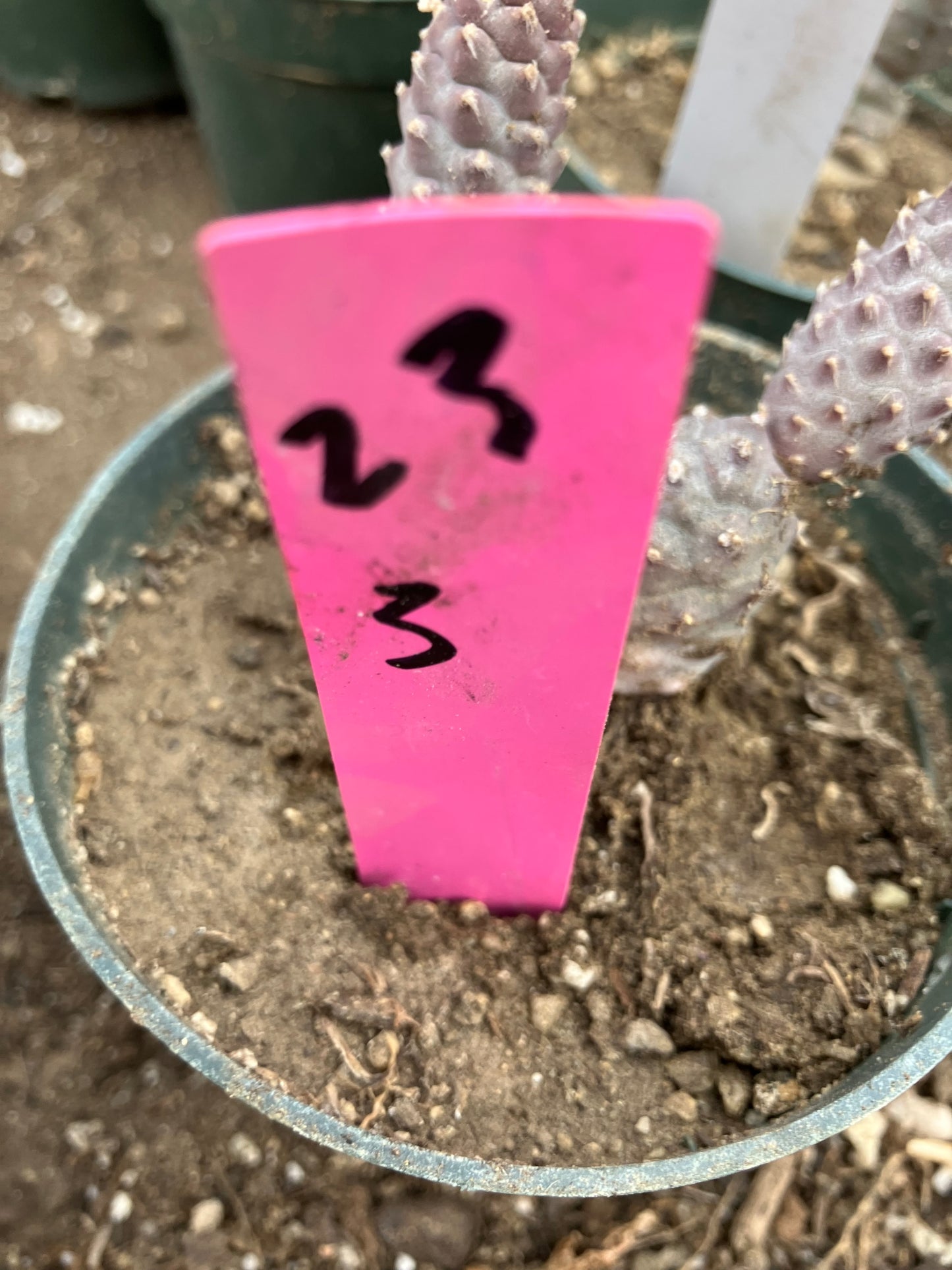 Pine Cone Cactus Tephrocactus~ articulatus var. diadematus Pinecone 3"Tall #23P