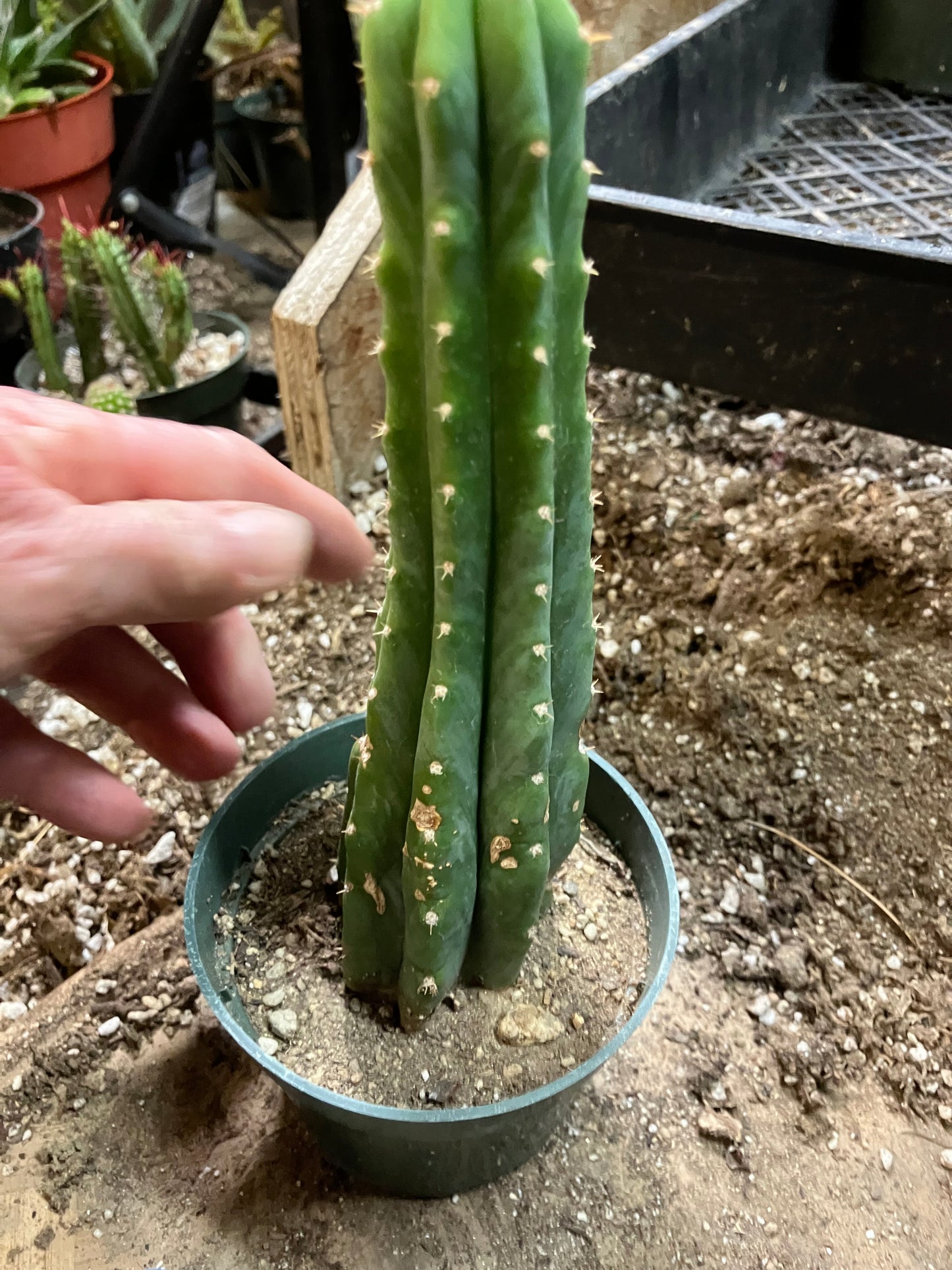 San Pedro Cactus - Trichocereus pachanoi 7"Tall #8W