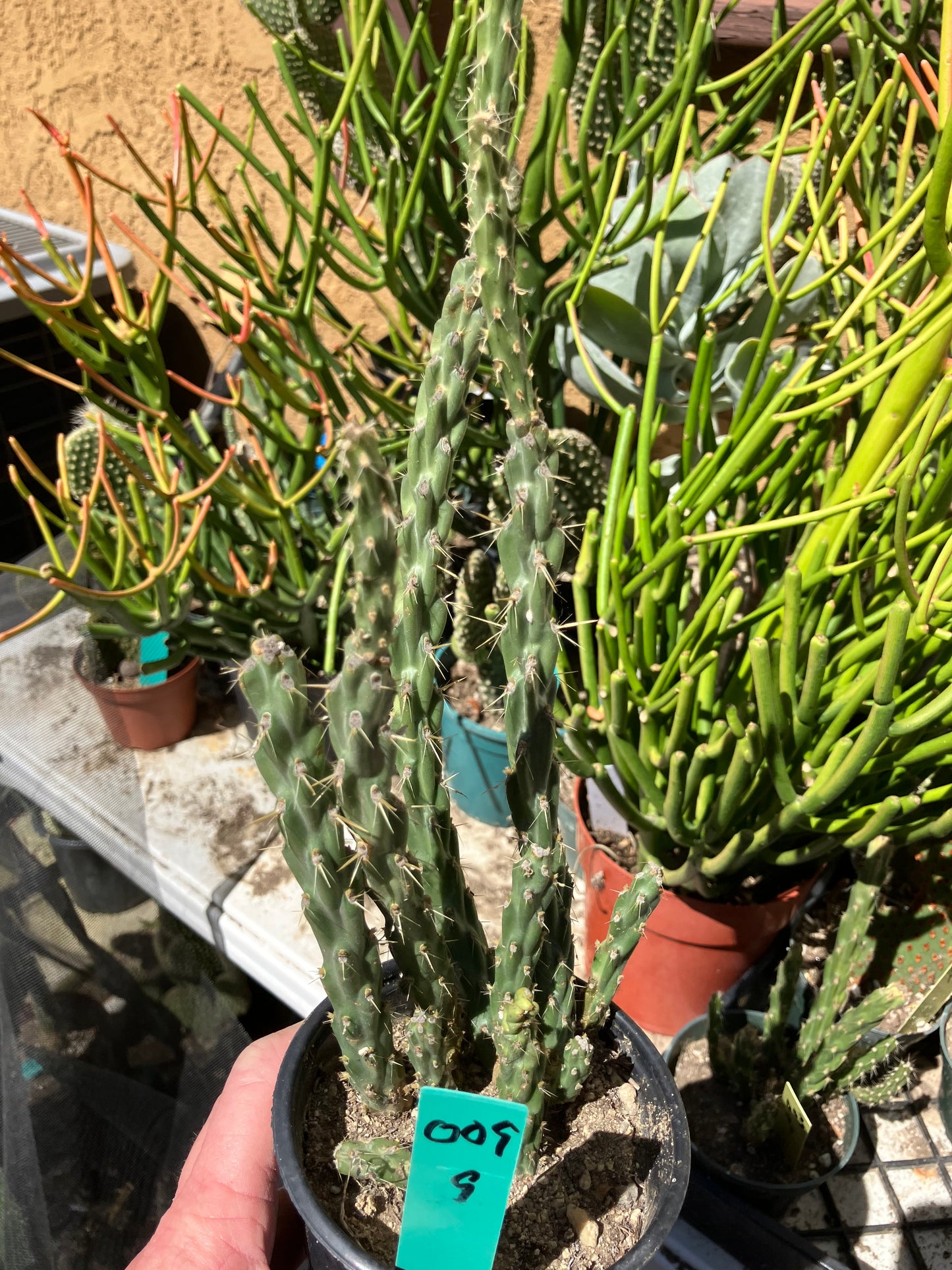 Cholla Cylindropuntia Buckhorn Cactus 9”Tall #009G