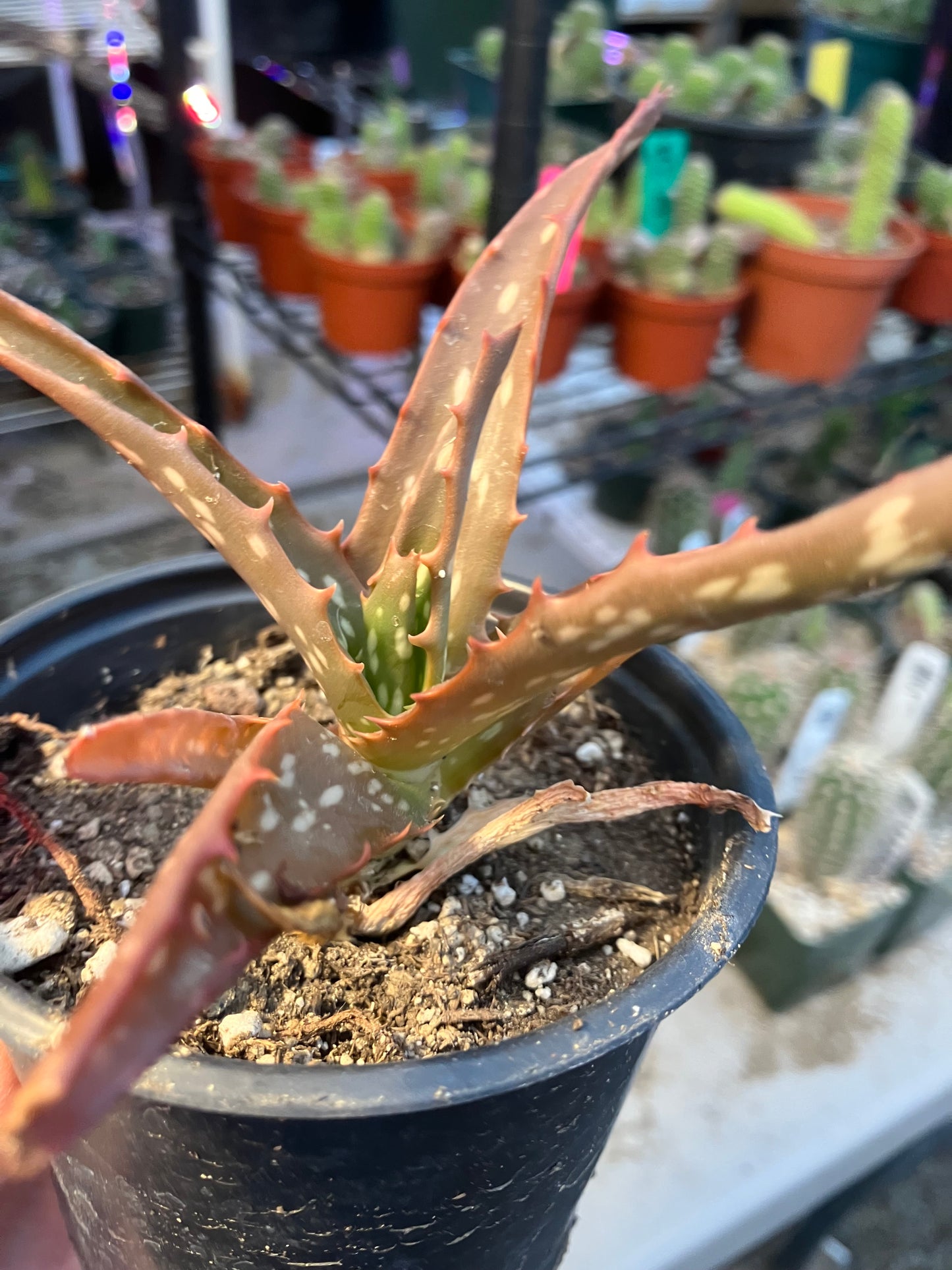 Aloe Hybrid Night Sky Reddens with Extreme temps 5"Wide This Exact Plant #11P