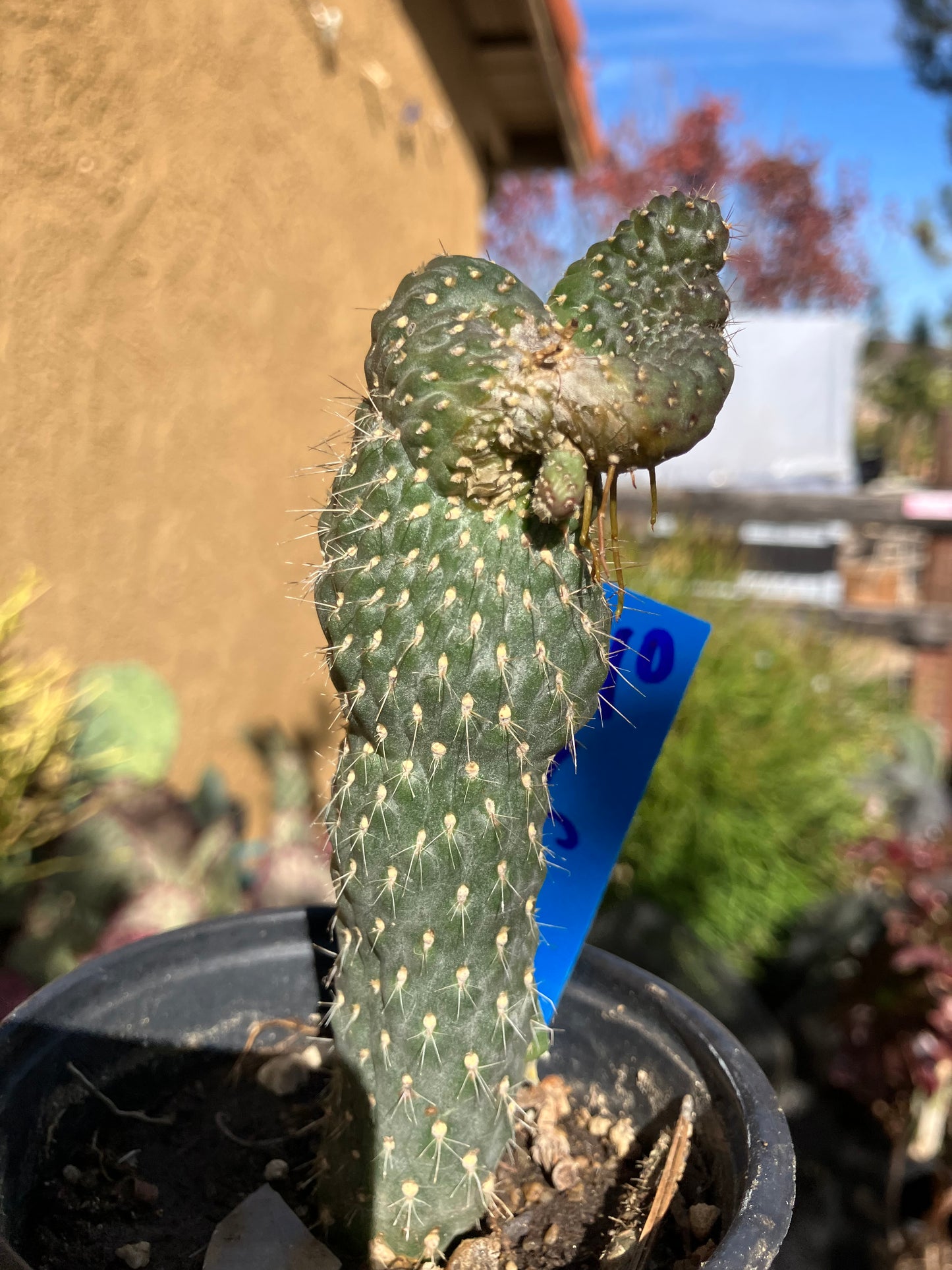 Cylindropuntia fulgida Cholla Boxing Glove Cactus Crest 5"Tall #10B*