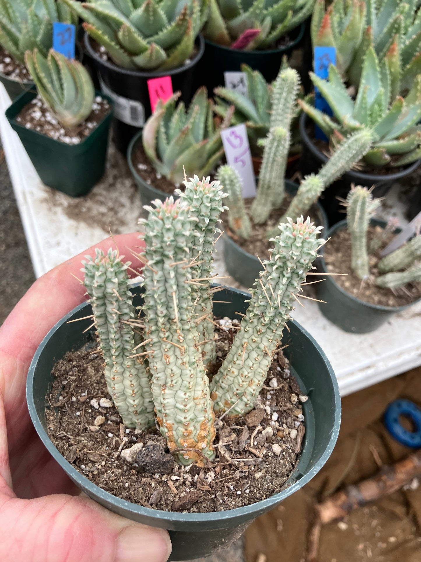 Euphorbia mammillaria variegata Corn Cob 3"Tall #11P