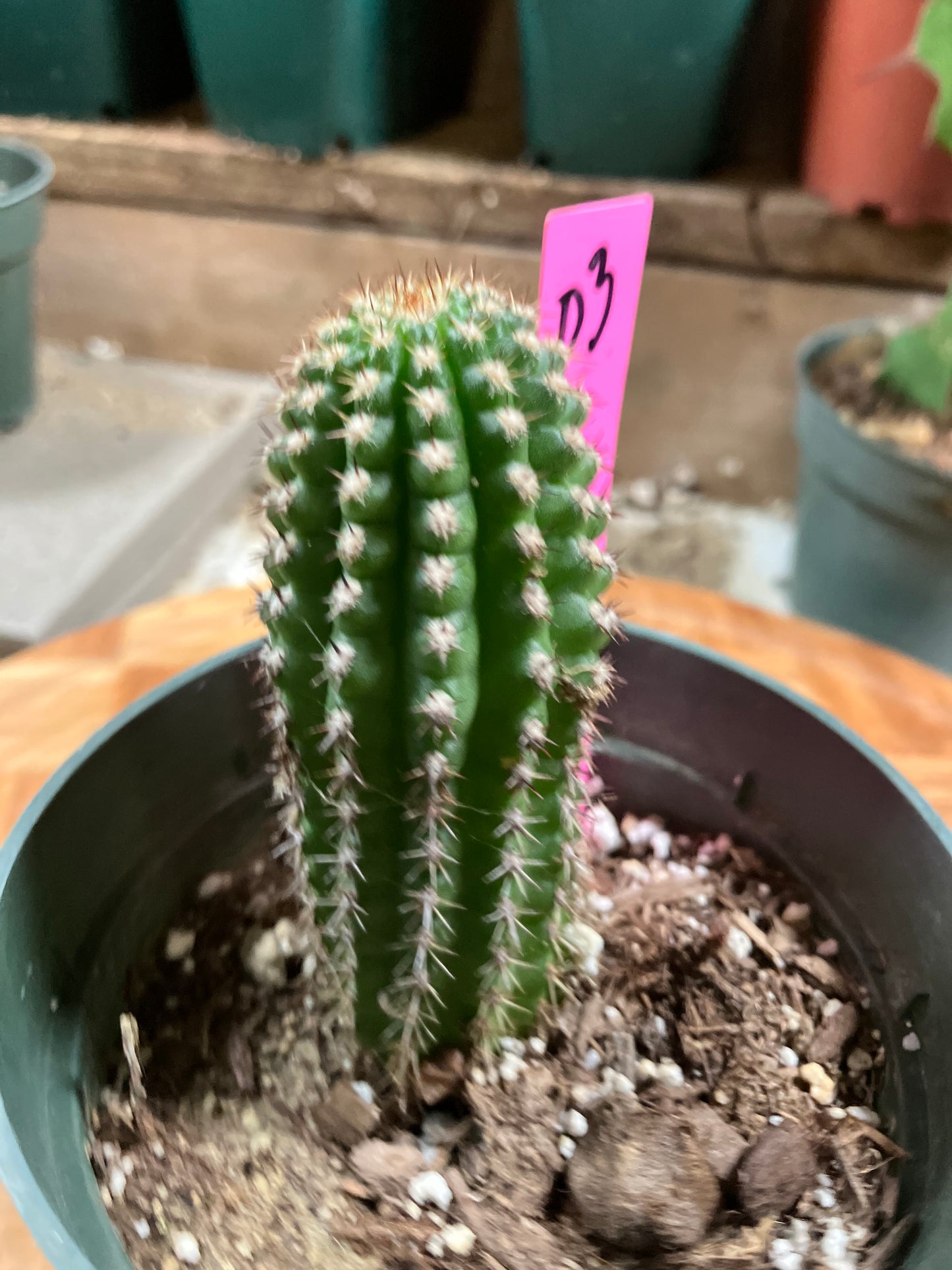 Pachycereus pecten-aboriginum Indian Comb Cactus 3"Tall #03P
