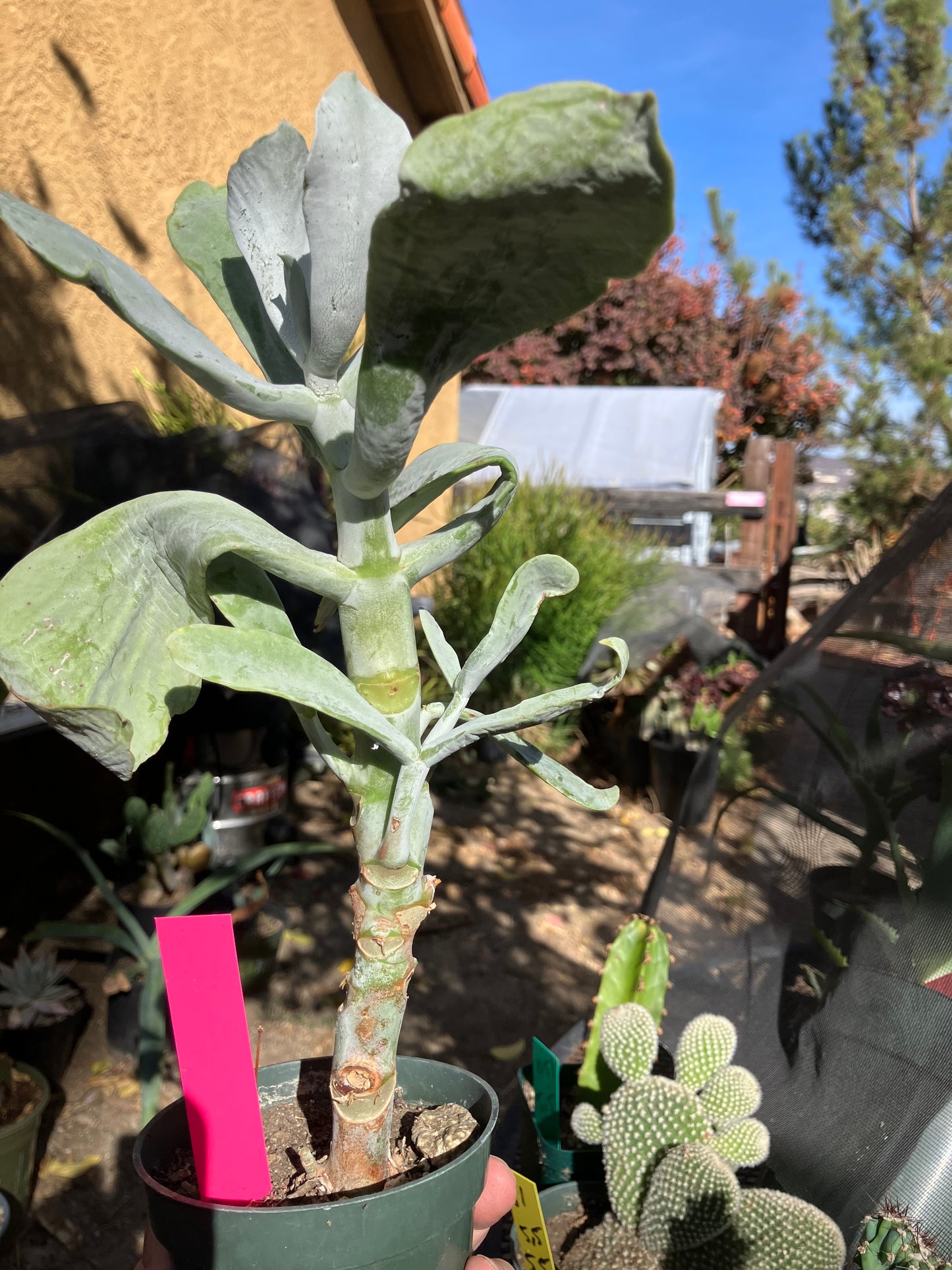 Cotyledon Silver Waves Succulent 11"Tall #112P