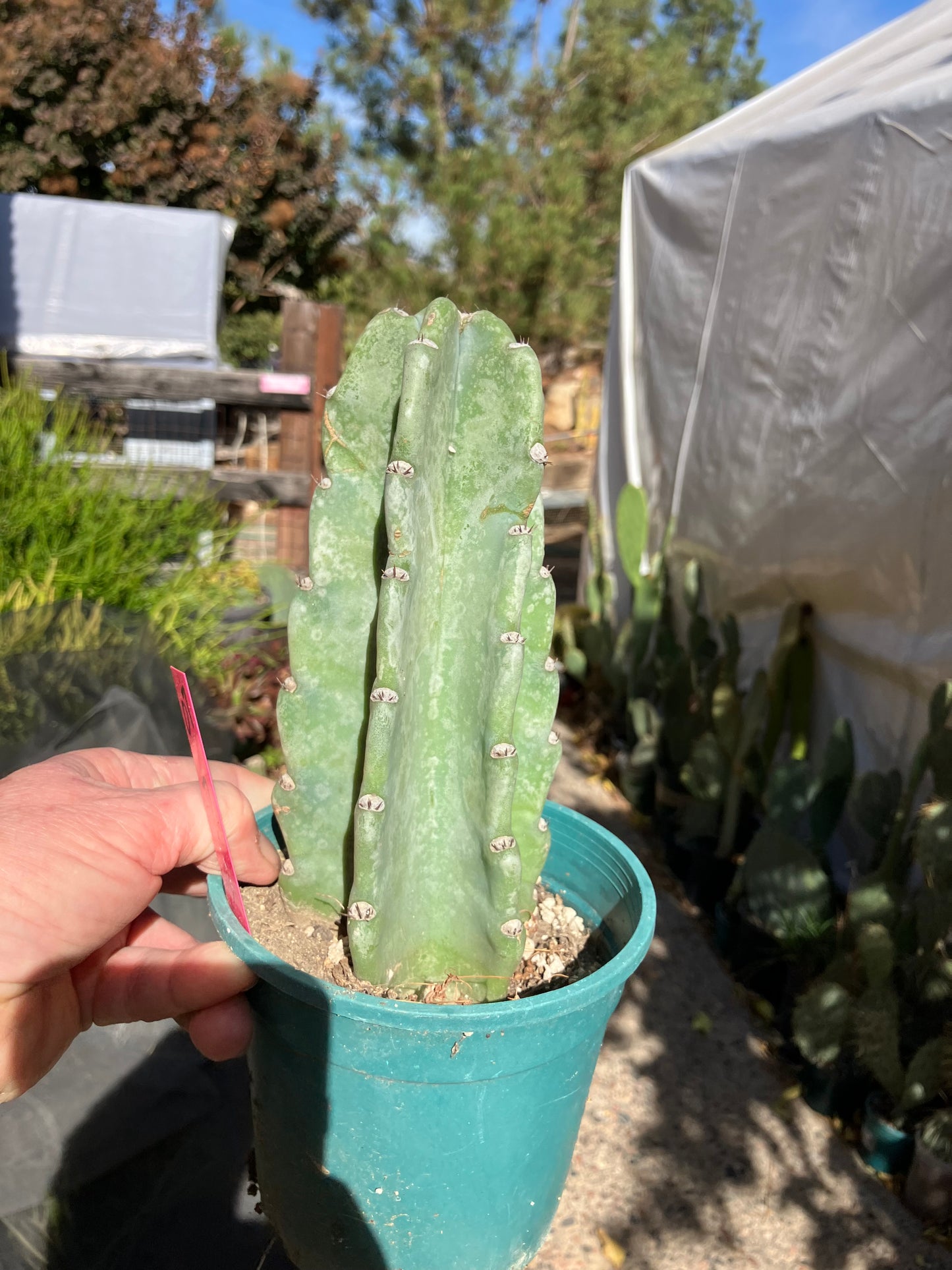 Cereus Peruvianus Night Blooming 7”Tall #07P