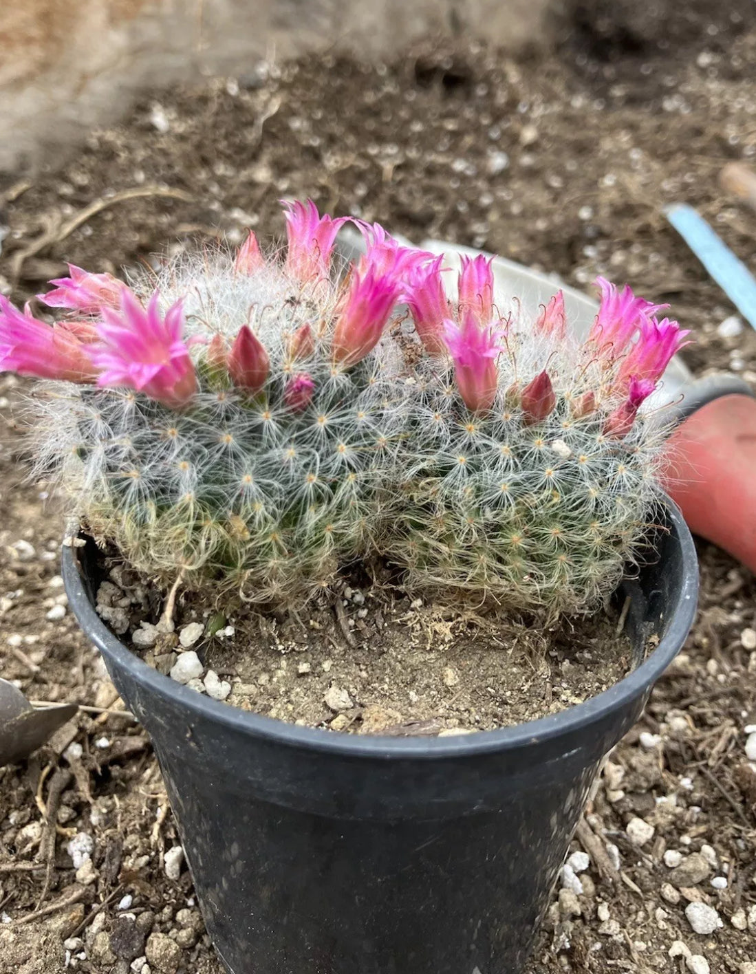 Mammillaria bocasana rosalviflora Powder Puff Cluster 2.5"W #60G"This Plant"
