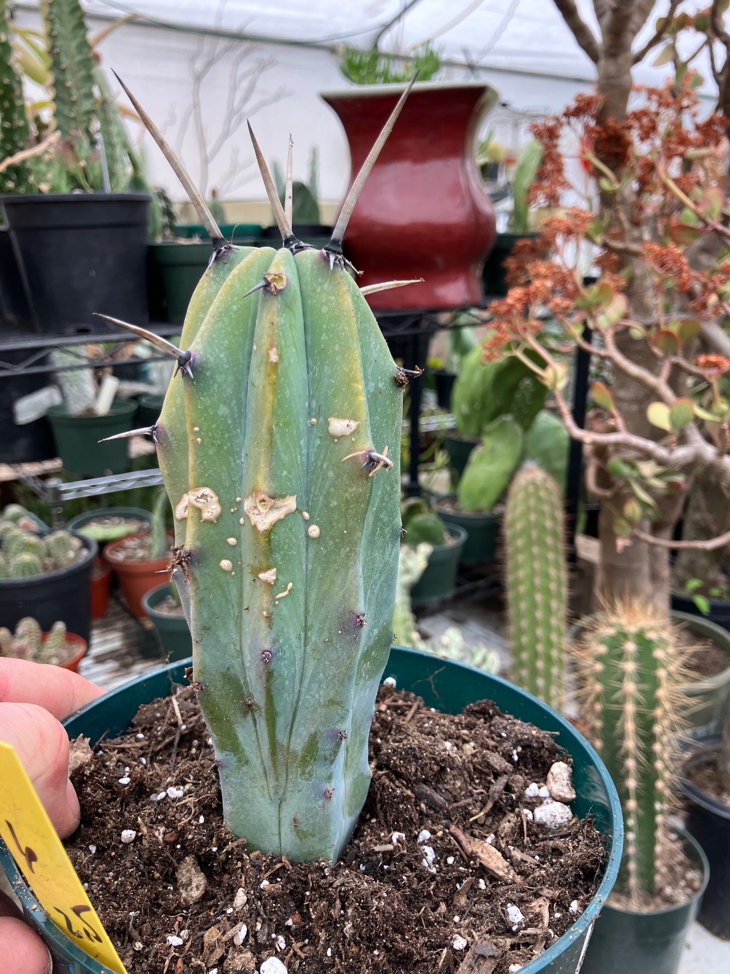 Myrtillocactus cochal Candelabra Cactus 6"Tall 2.5" Wide #1Y