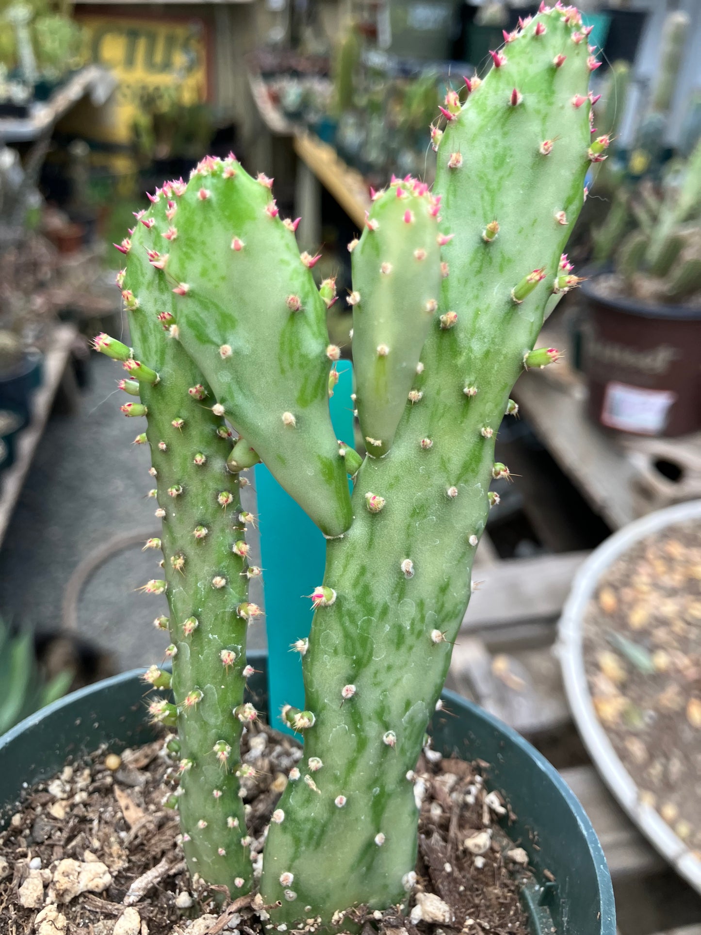 Opuntia monacantha "Joseph's Coat" Cactus 5"Tall #304G