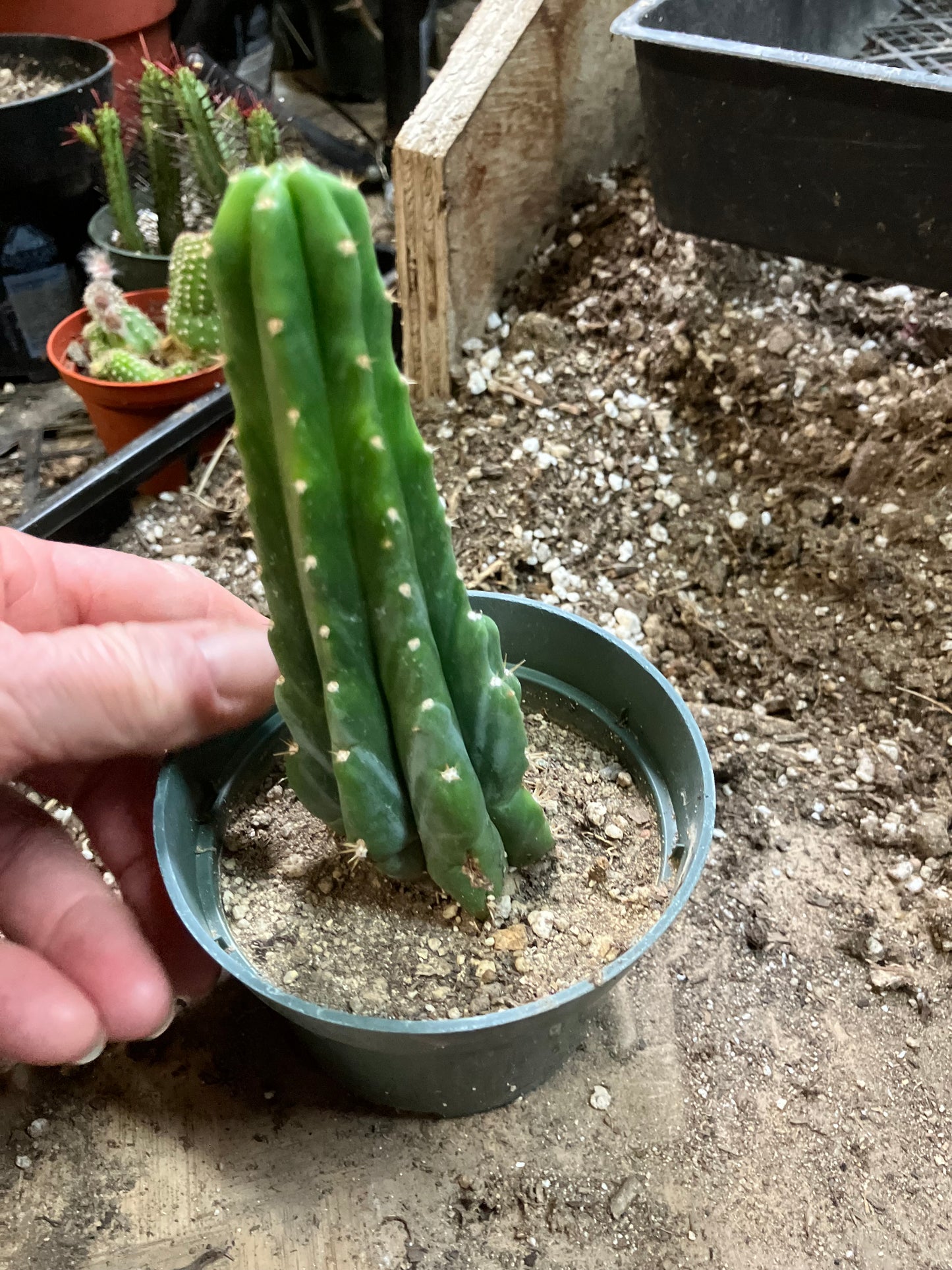 San Pedro Cactus - Trichocereus pachanoi 5"Tall #251P