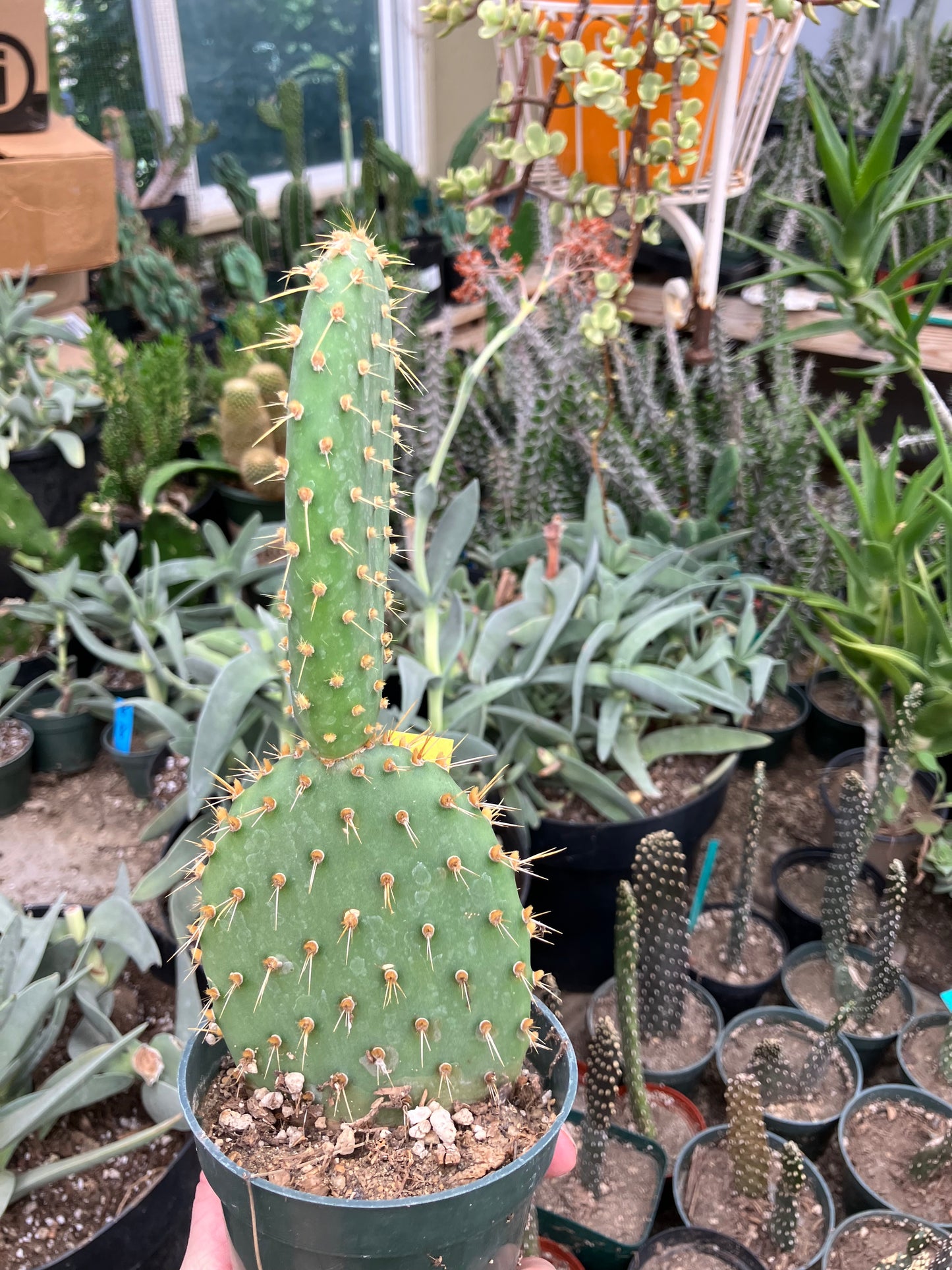 Opuntia engelmannii "Texas Prickly Pear" 9"Tall #120Y