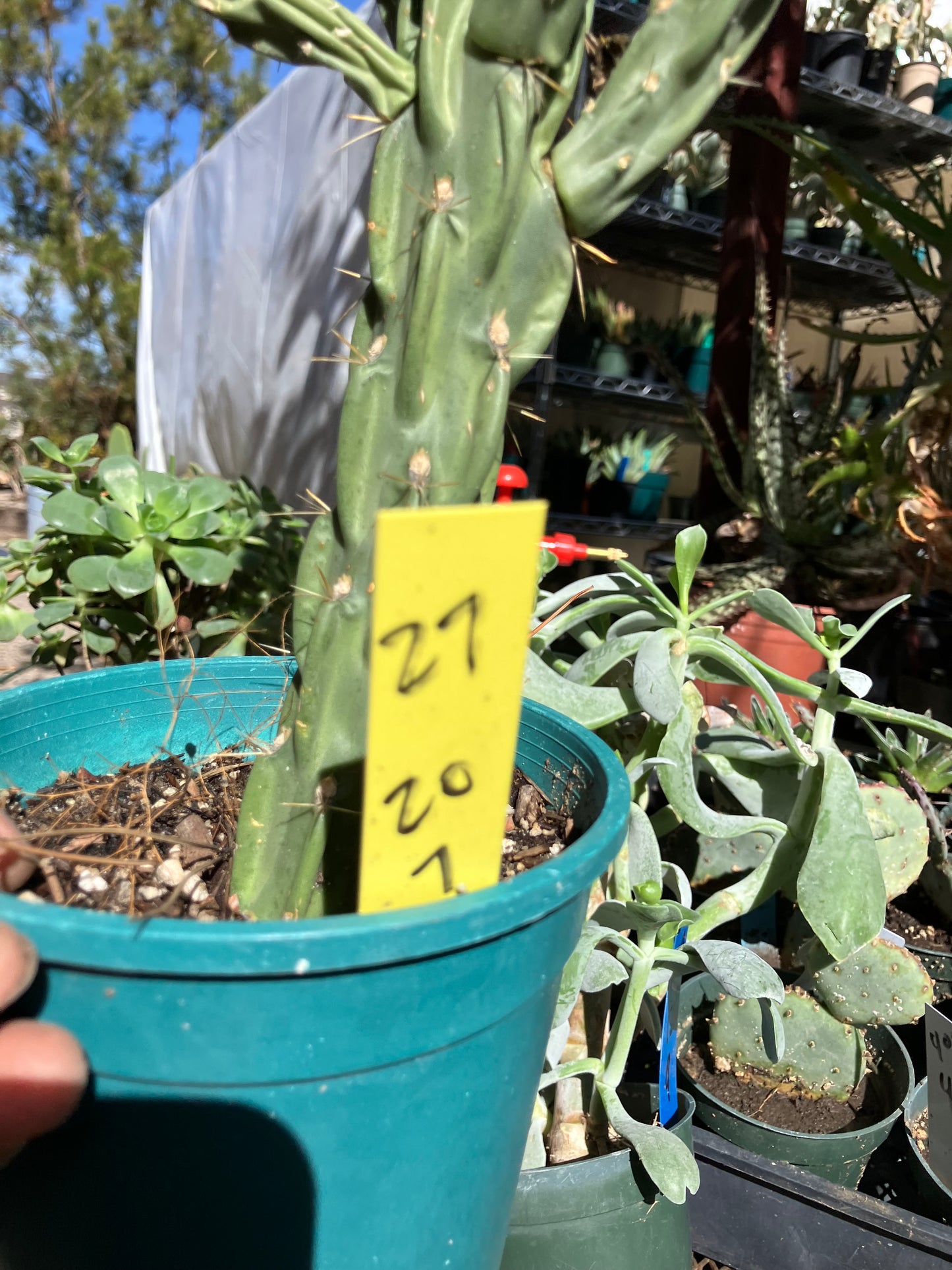 Cholla Cylindropuntia Buckhorn 27”Tall #27Y