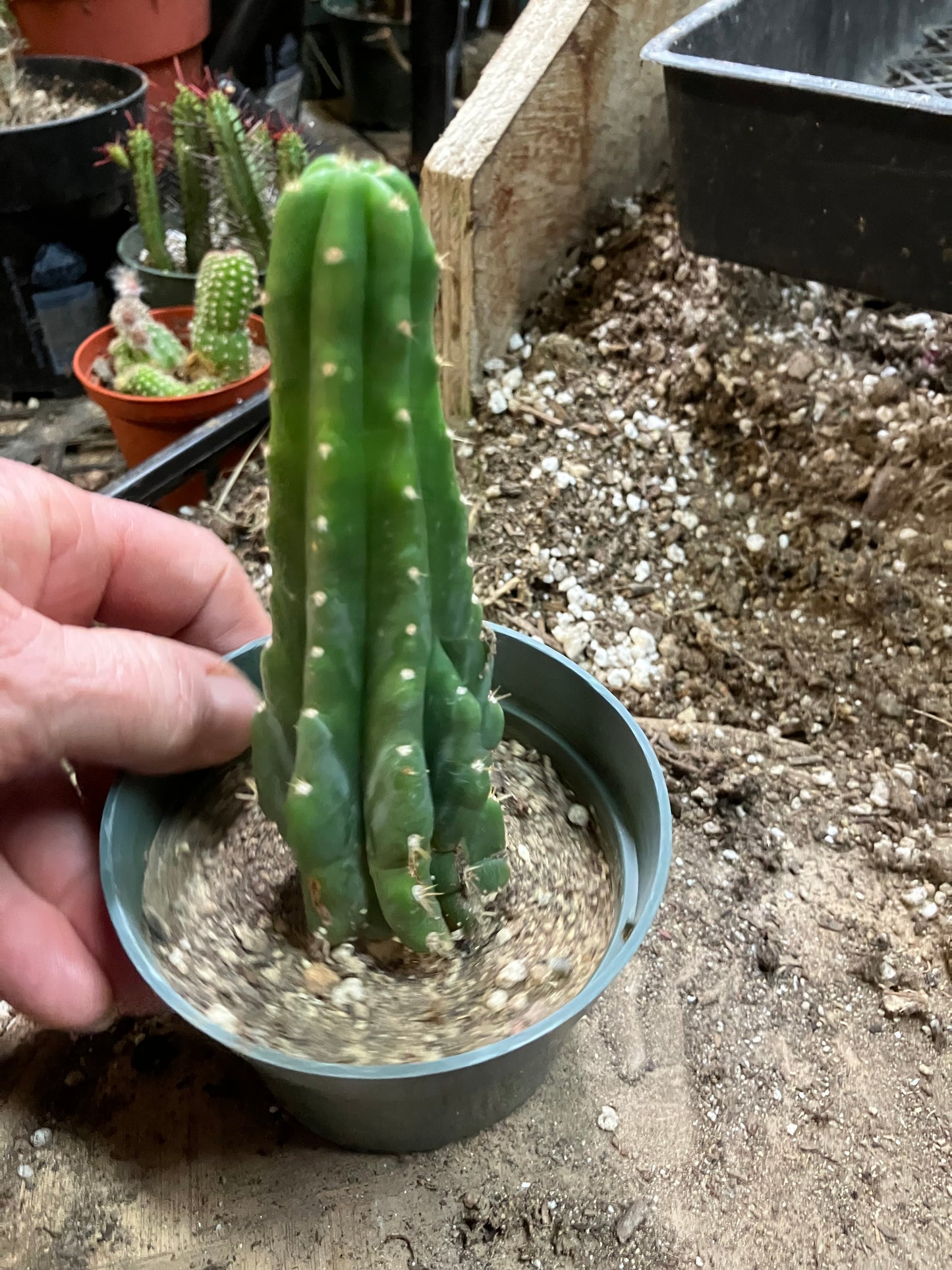 San Pedro Cactus - Trichocereus pachanoi 5"Tall #251P
