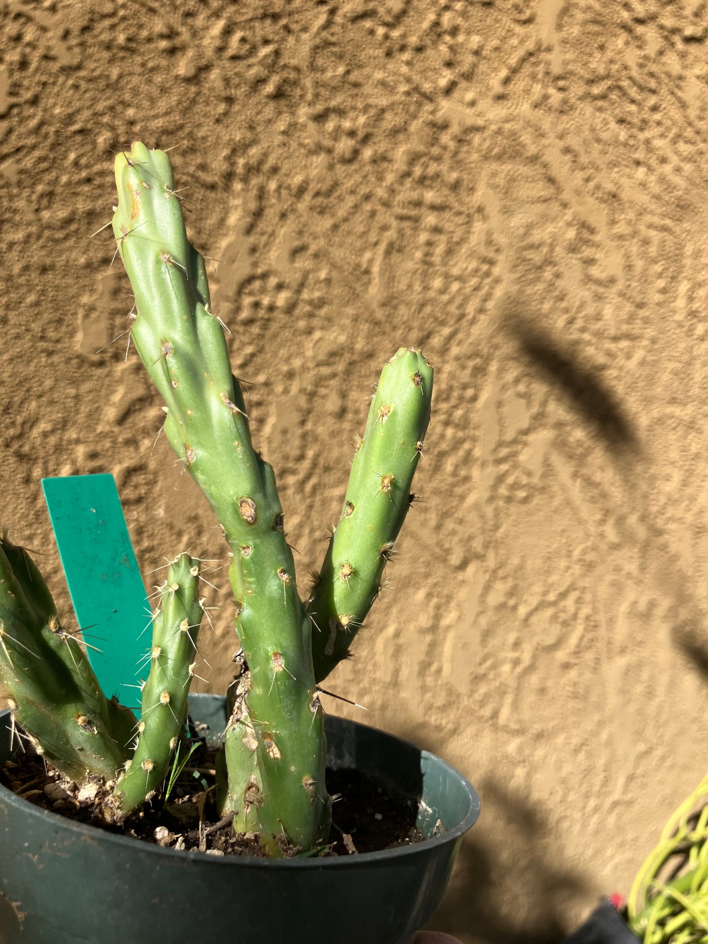 Cholla Cylindropuntia Imbricata  Buckhorn 5”Tall #11G*