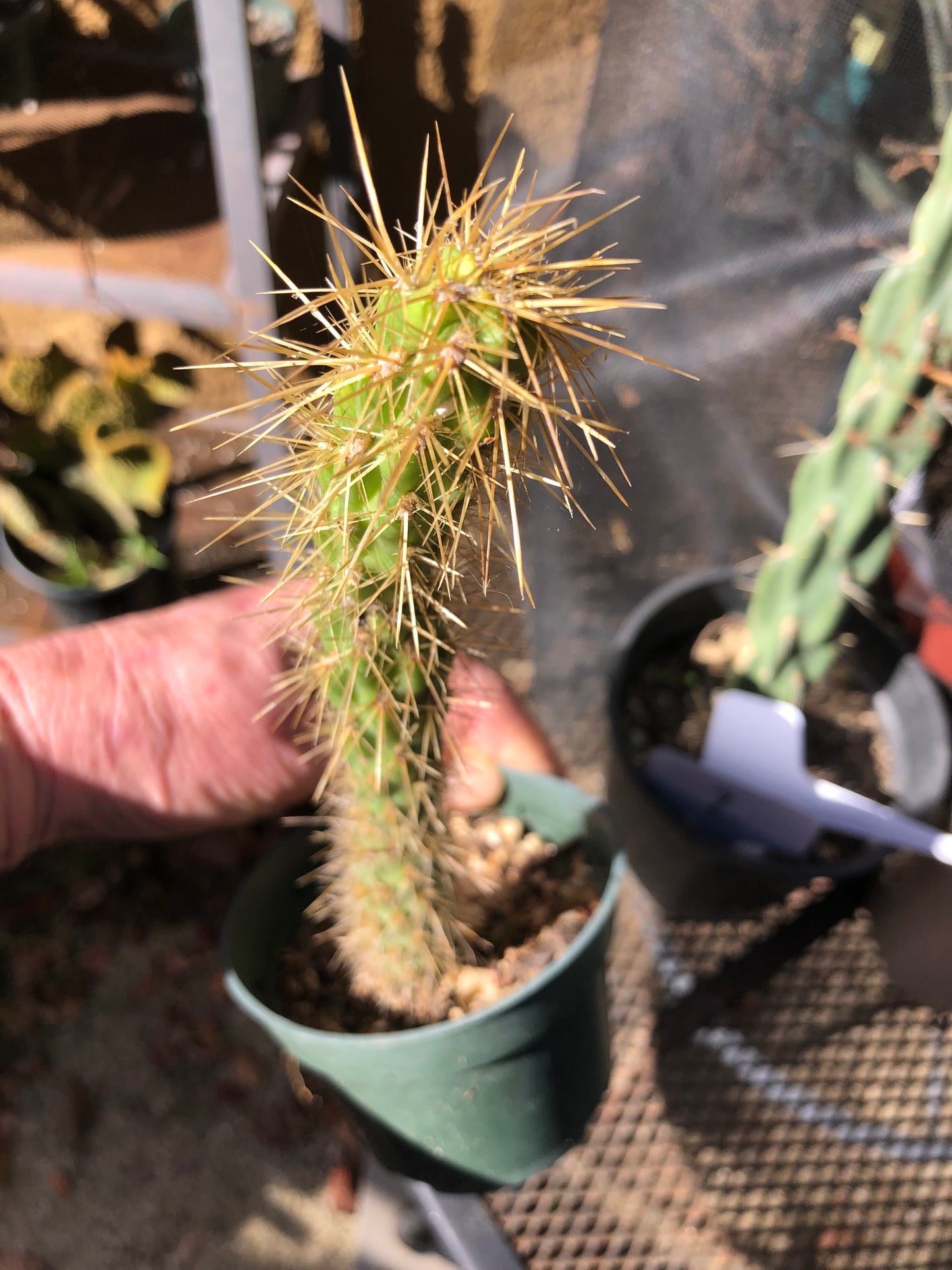 Cholla Cylindropuntia  Buckhorn 9”Tall #99P
