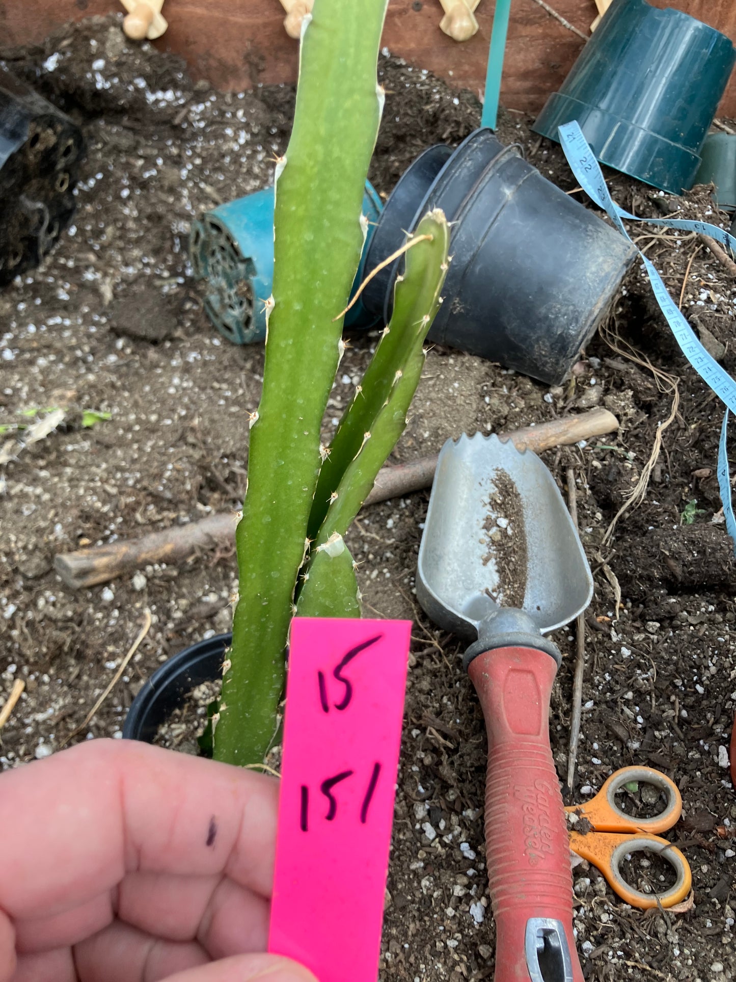 Dragon Fruit Plant Rooted Pitaya or Pitahaya 15" Tall #151P