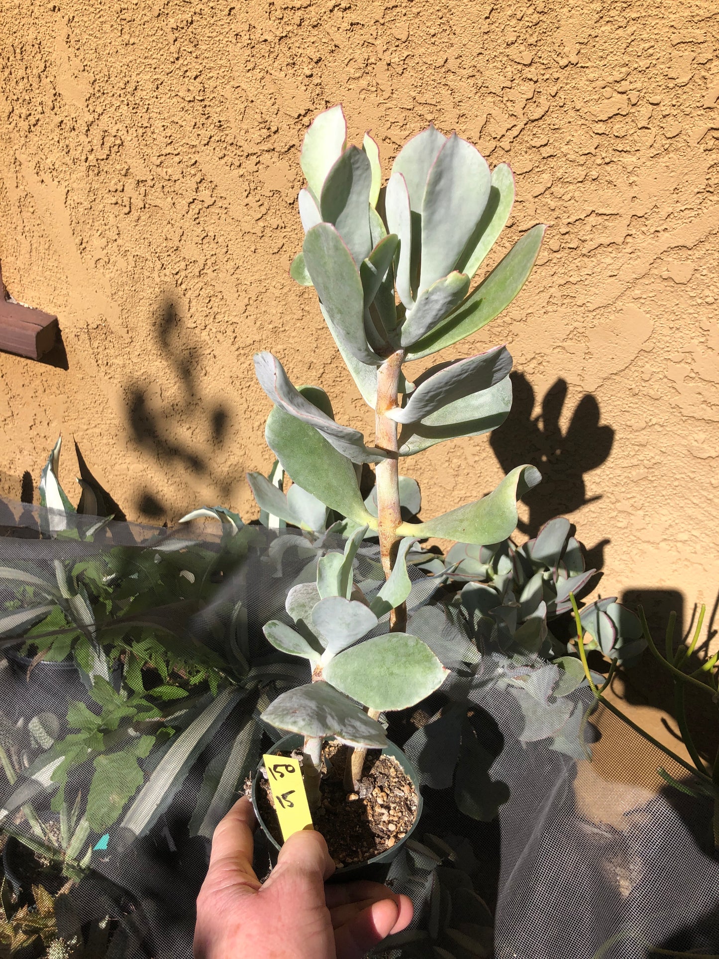 Cotyledon Silver Waves Succulent 15"Tall #150Y