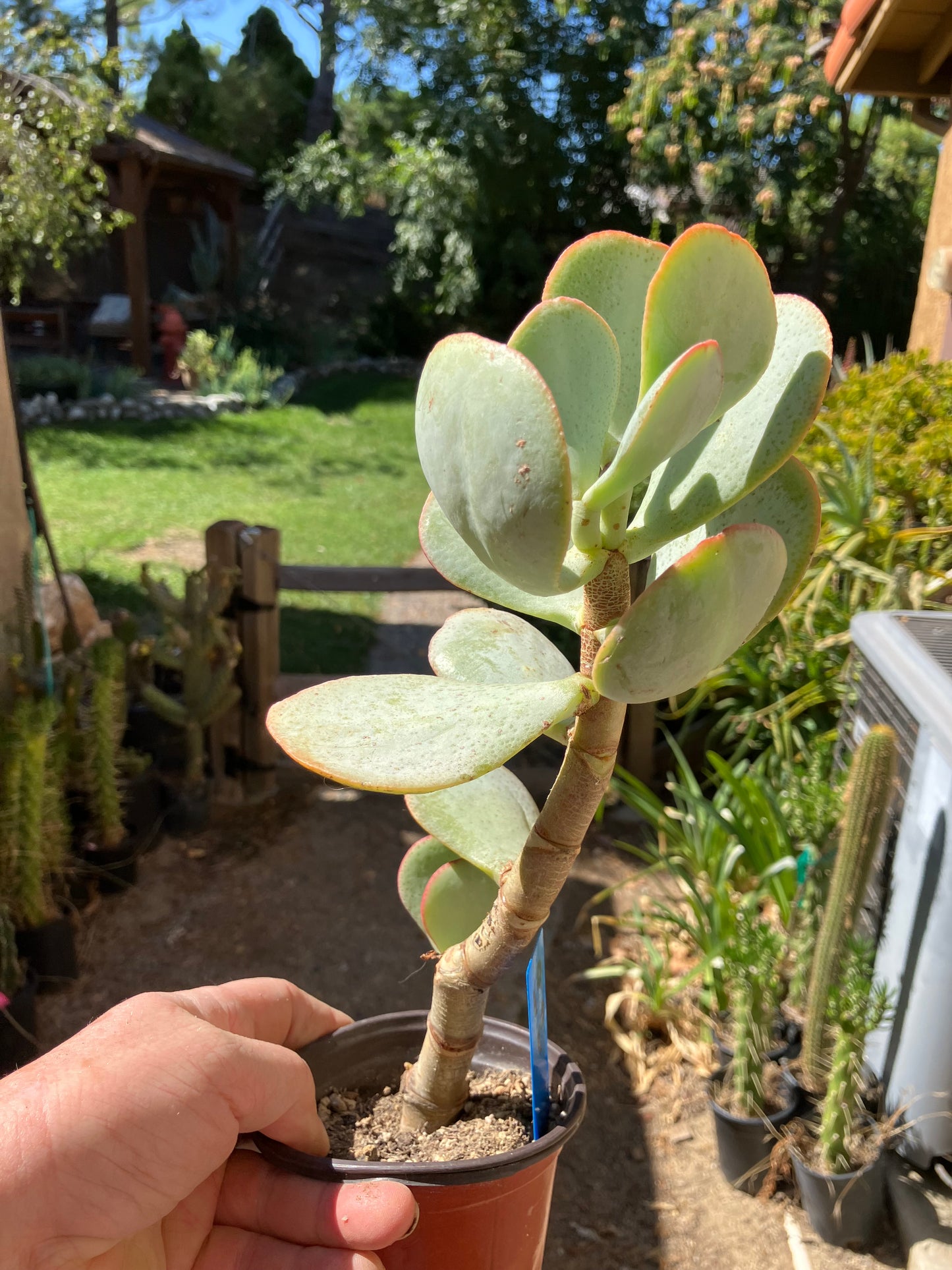 Crassula arborescens Silver Dollar 10"Tall #10B