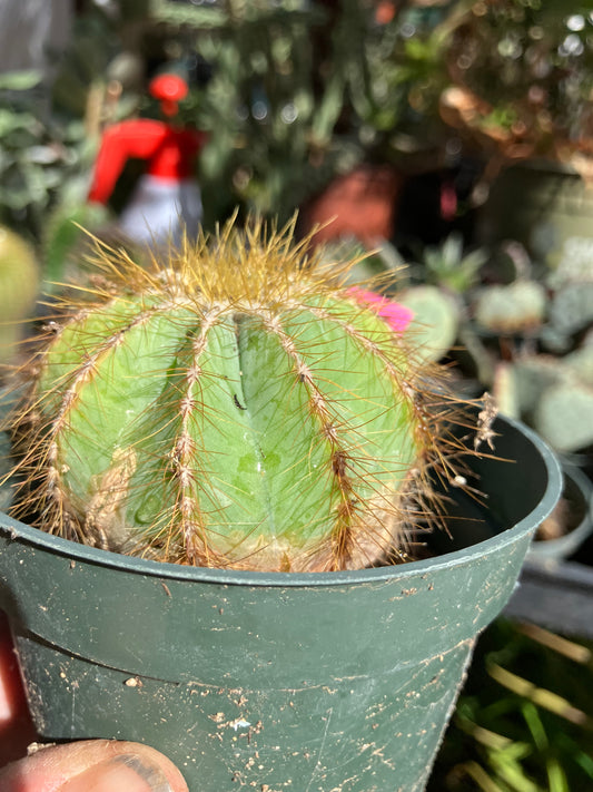 Notocactus Magnificus  Balloon Cactus Fast Grower 2” Tall, 2" Wide #22p