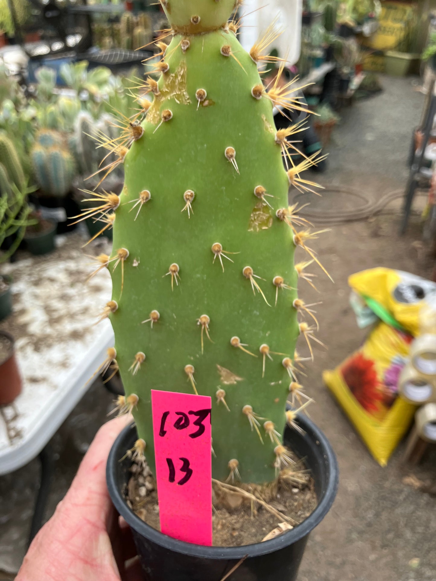Opuntia engelmannii "Texas Prickly Pear" 13"Tall #103P