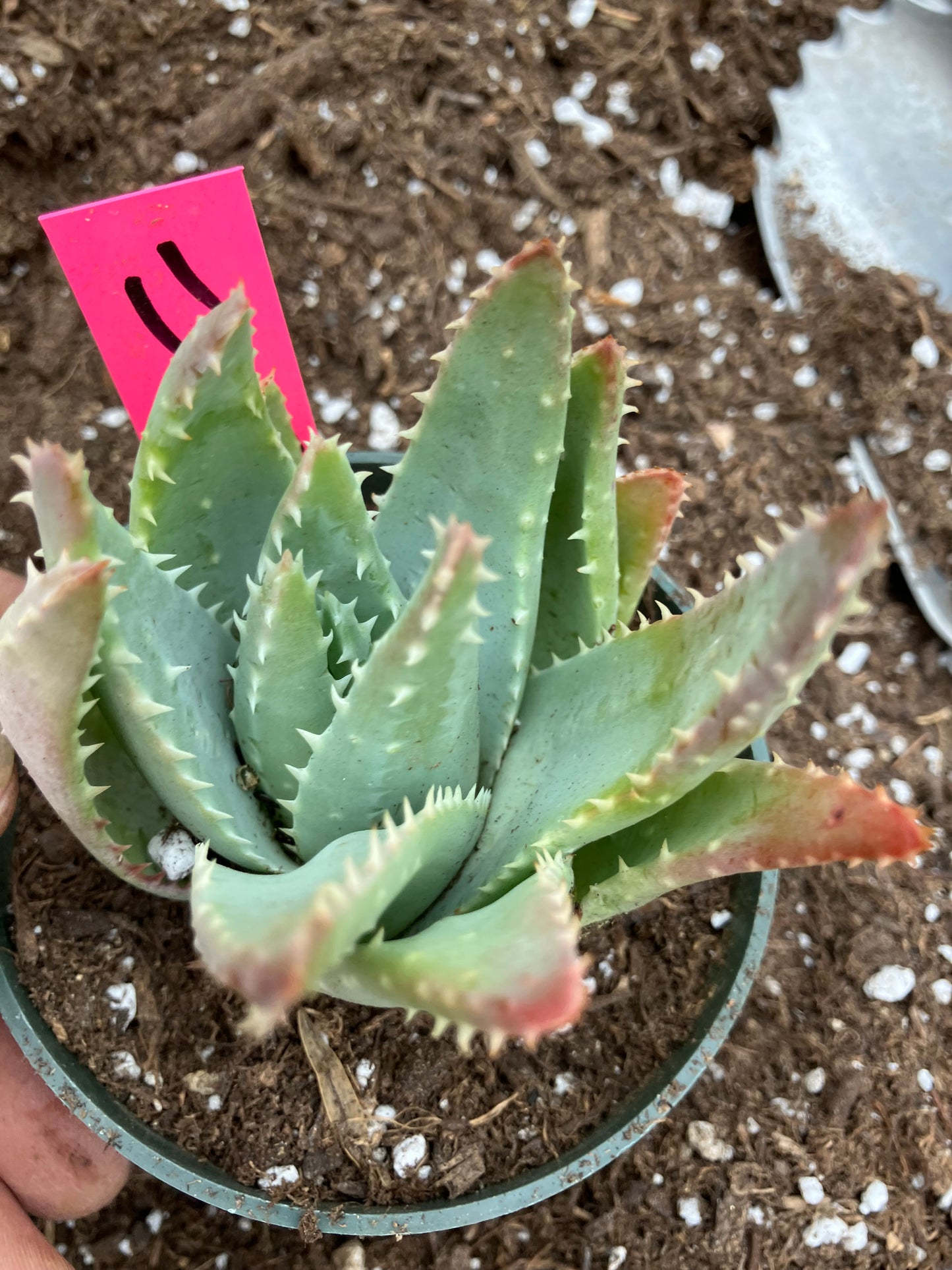 Aloe Brevifolia Short Leaf Aloe Succulent 3.5"W 3.5"Tall #11P