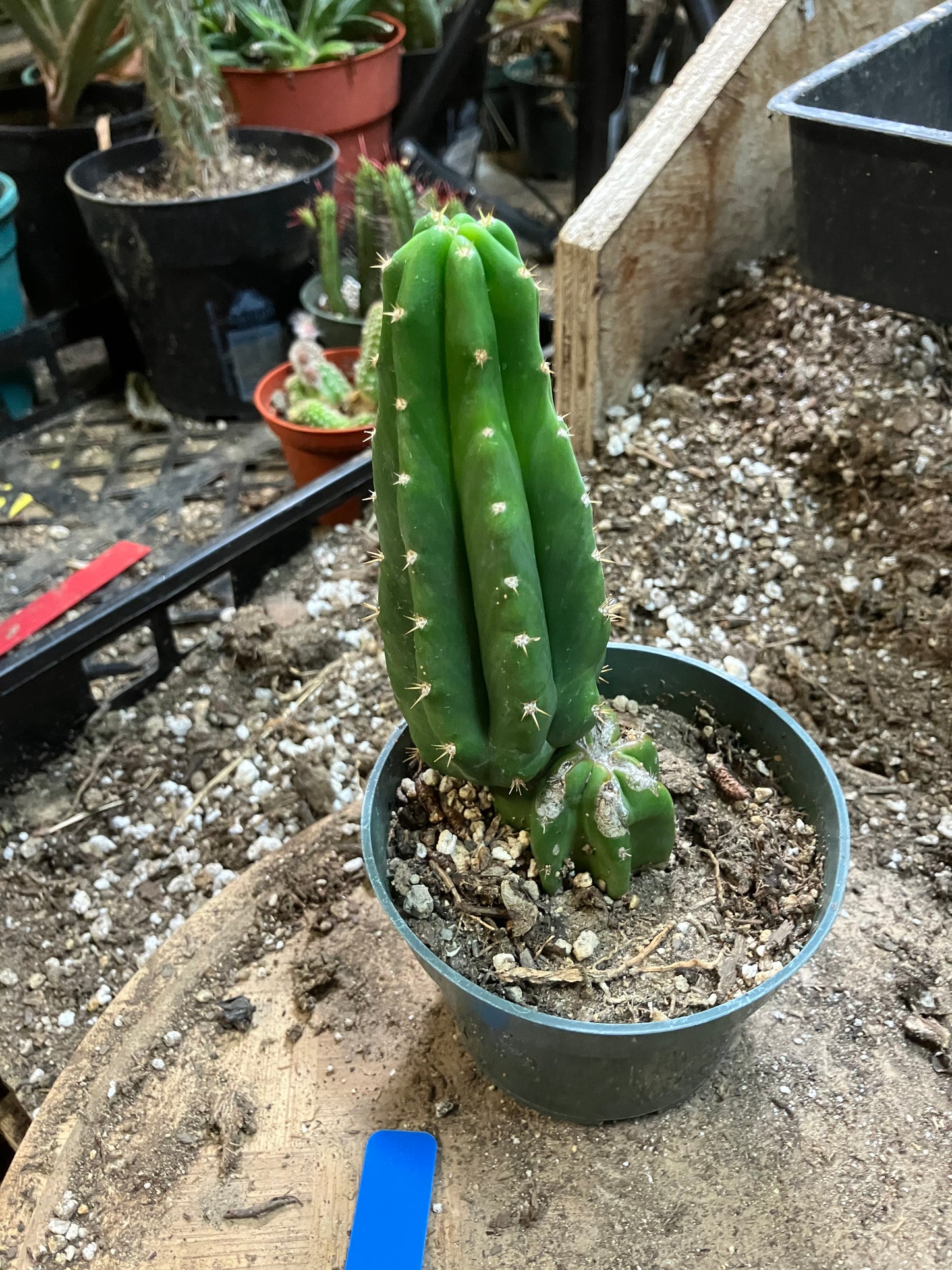 San Pedro Cactus - Trichocereus pachanoi 6"Tall #1002B
