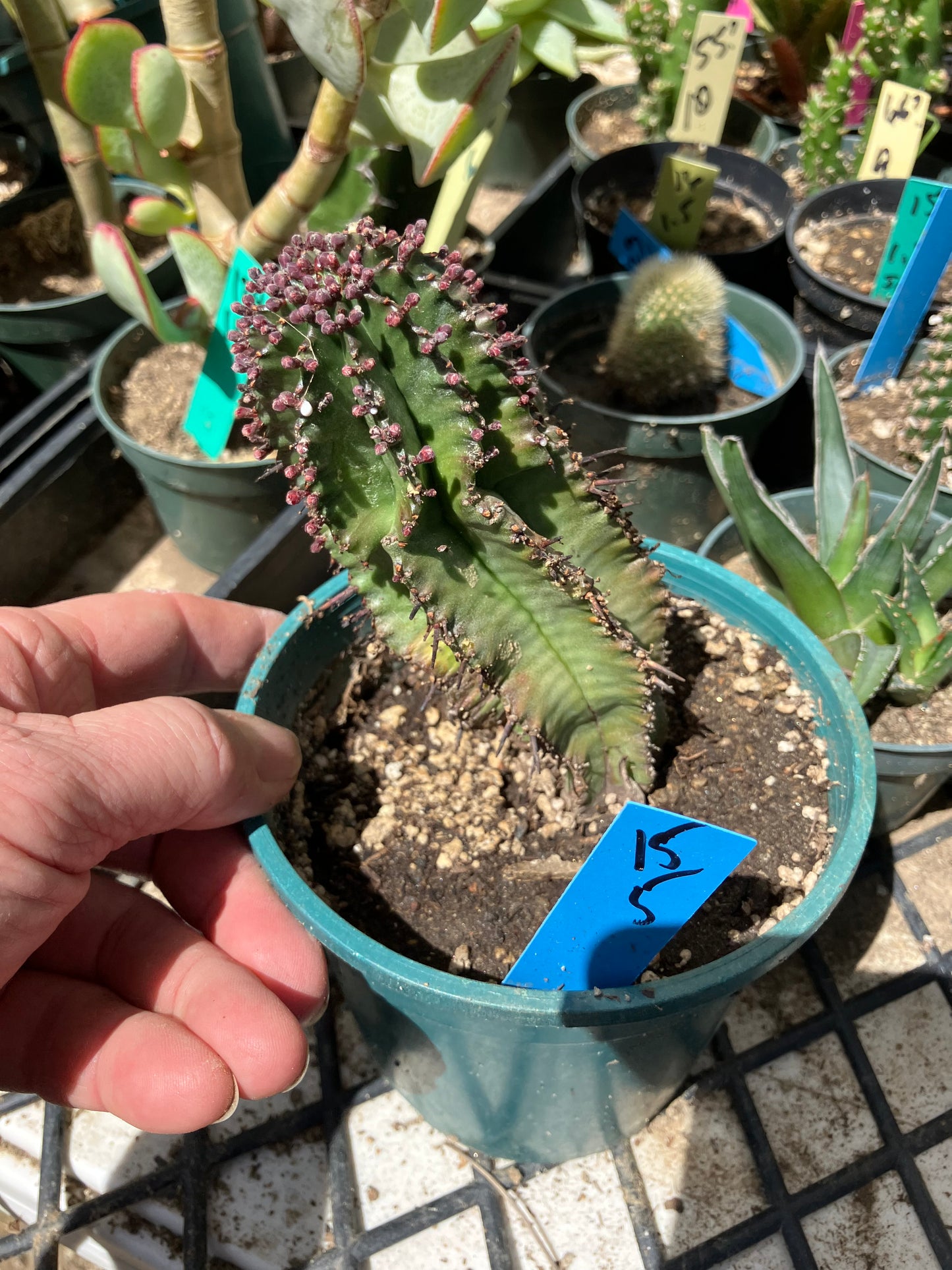 Euphorbia anoplia Green Tanzanian Zipper 5"Tall #15B