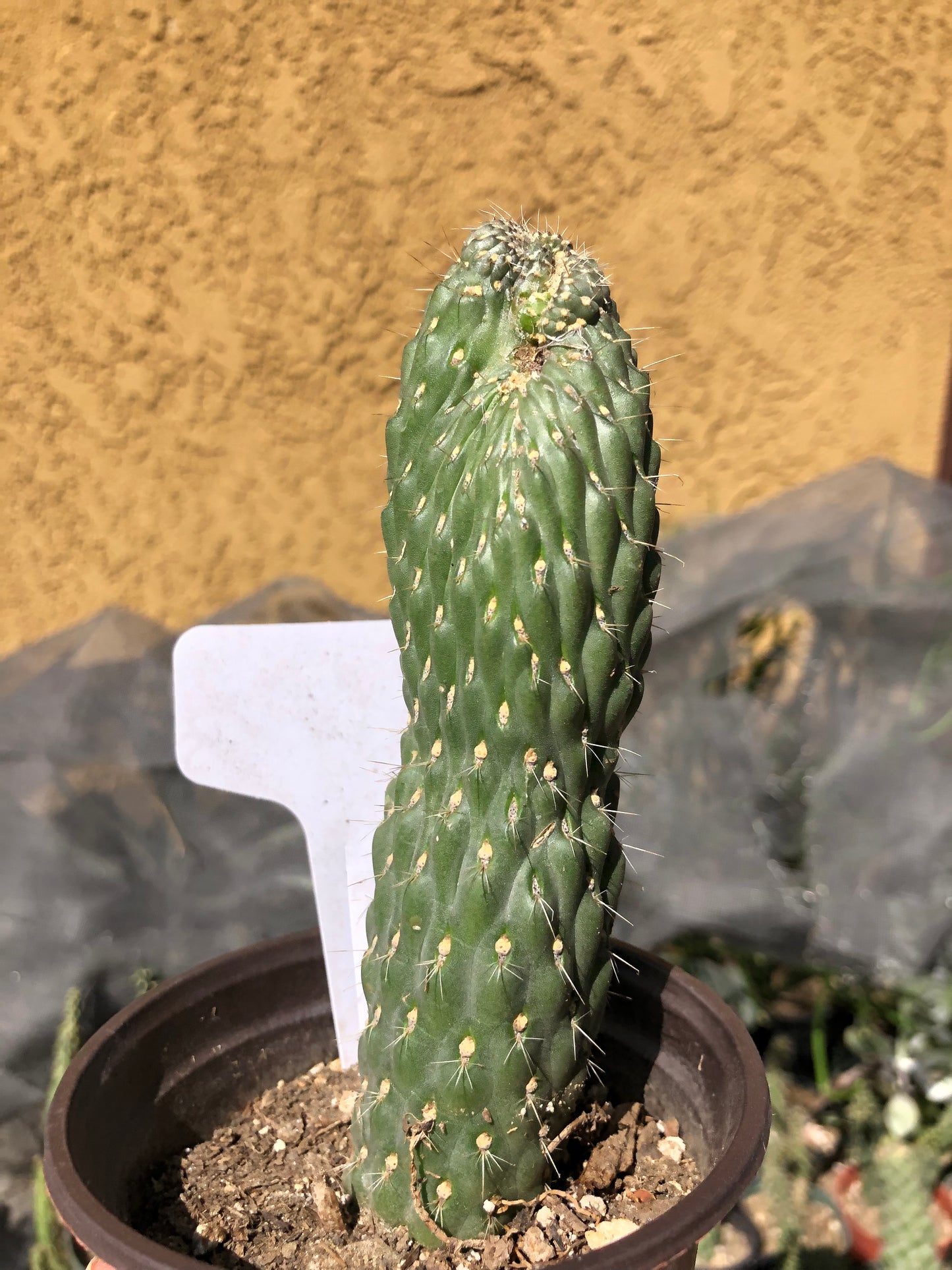 Cylindropuntia fulgida Cholla Boxing Glove Cactus Crest 3"Tall #W