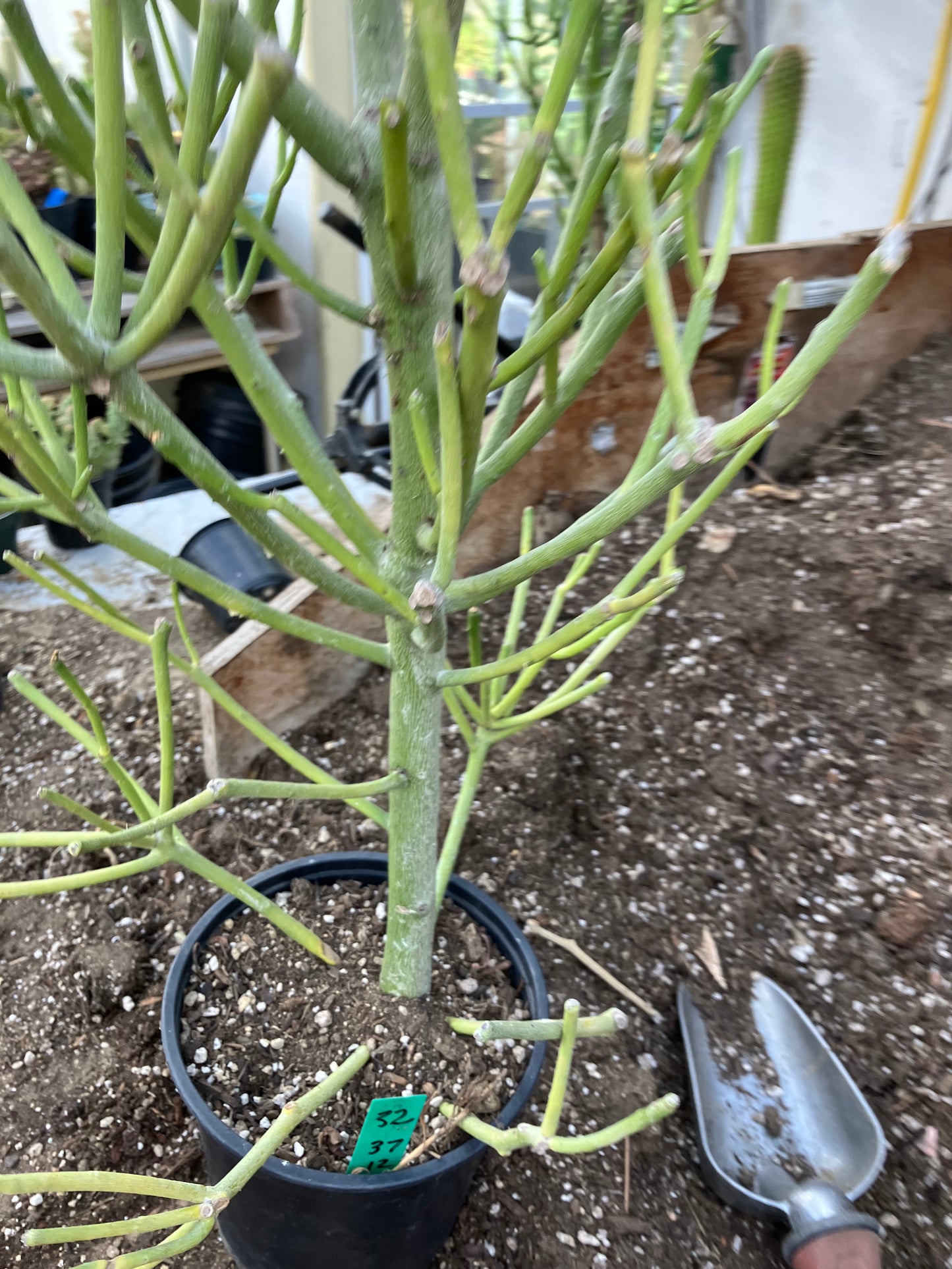 Euphorbia tirucalli Fire Stick 37"Tall 12"Wide #32G