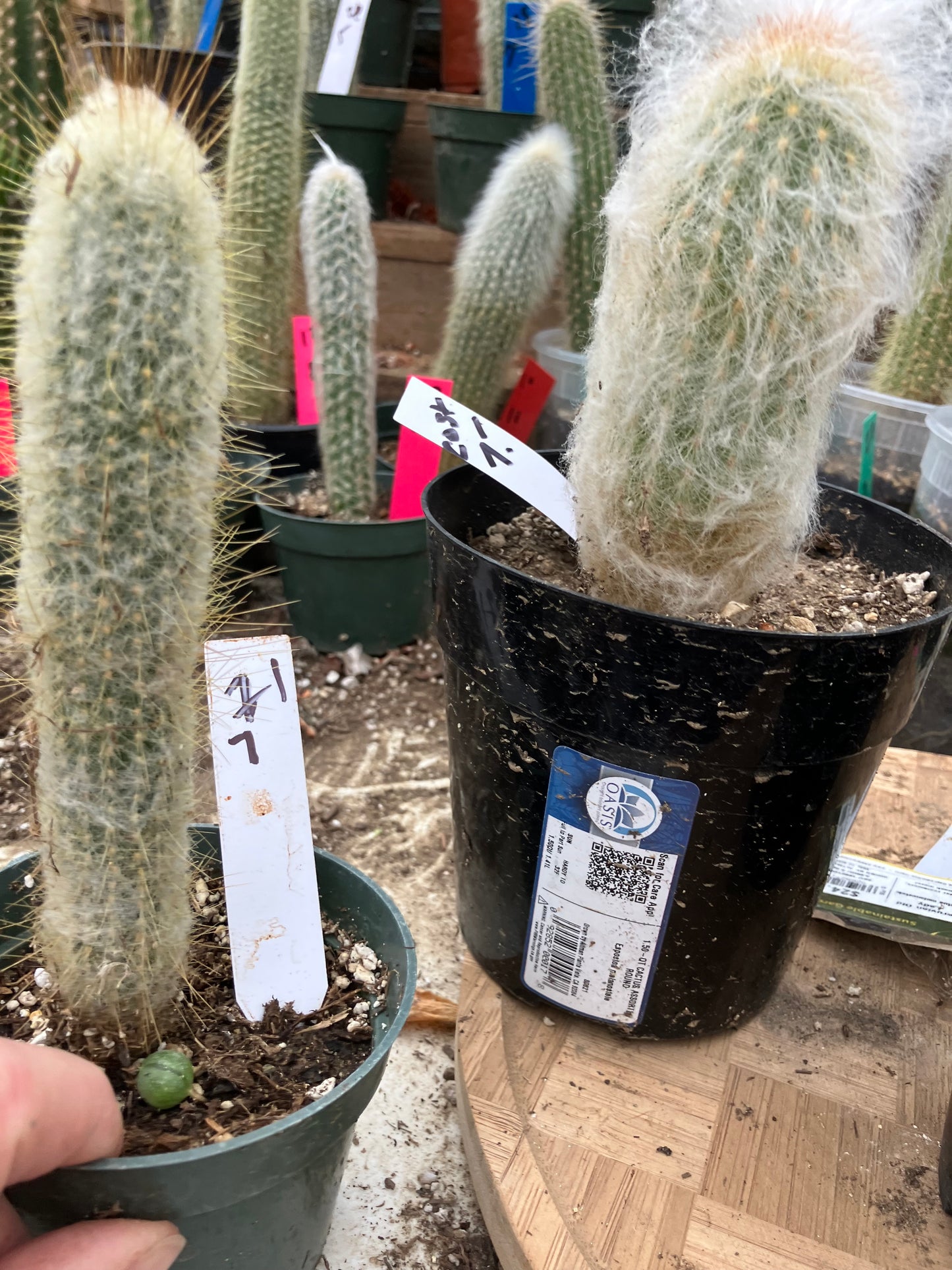 Oreocereus doelzianus Old Woman, Old Man Cactus 7"Tall #21W