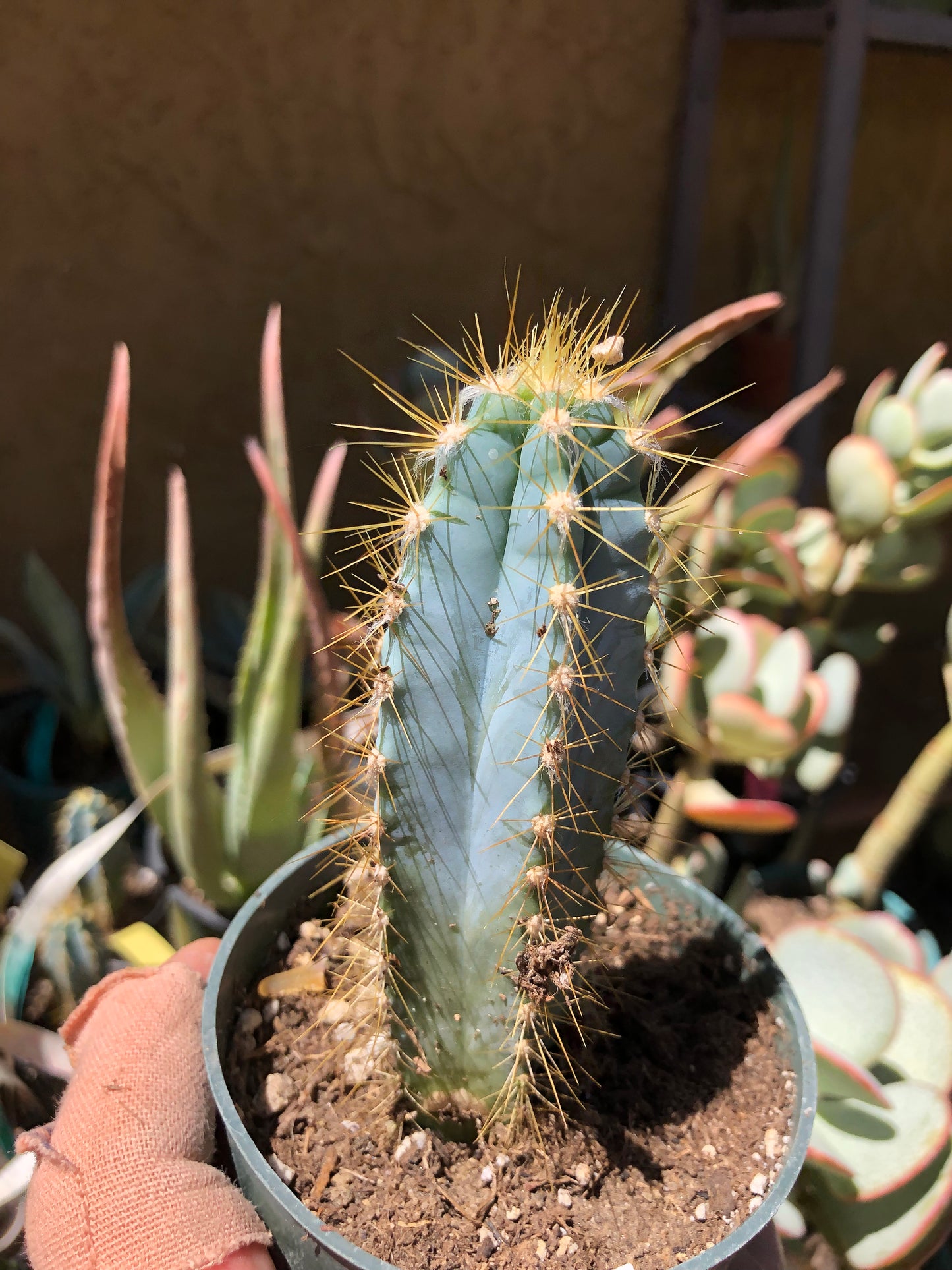 Pilosocereus Blue Azureus Cactus 4"Tall #B