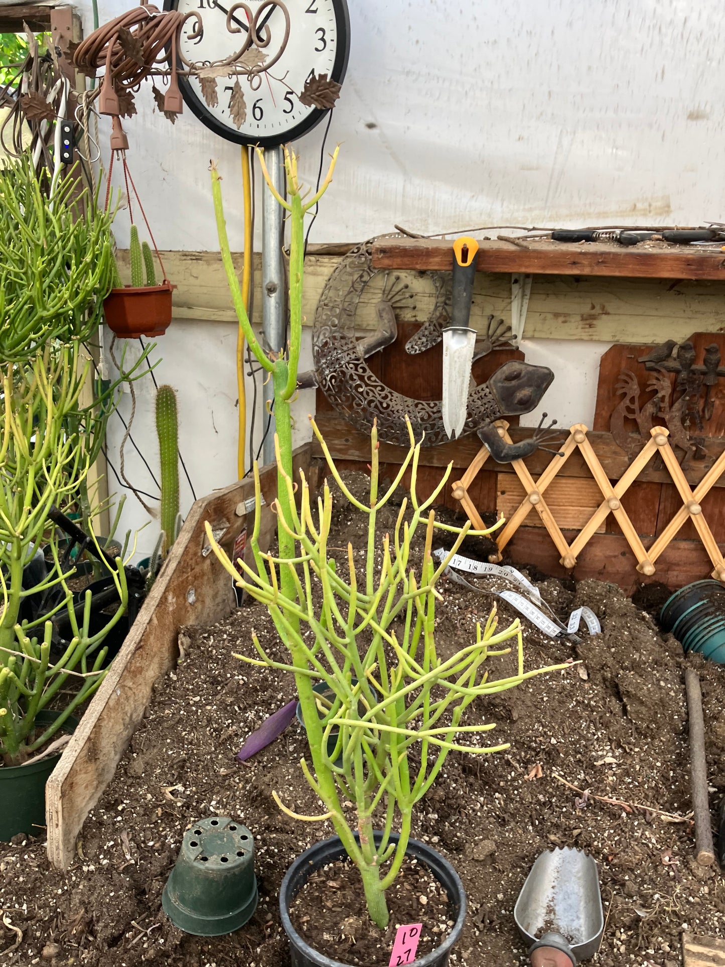 Euphorbia tirucalli Pencil Cactus/Succulent 27"Tall 12"Wide #10P