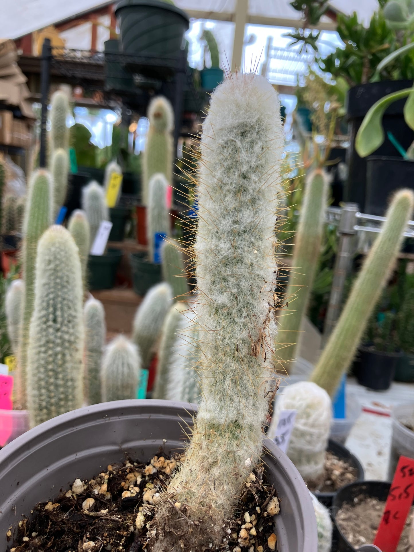 Oreocereus doelzianus Old Woman, Old Man Cactus 6"Tall #21Y