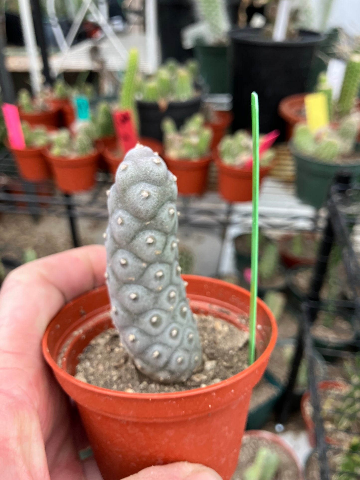 Pine Cone Cactus Tephrocactus~ articulatus var. diadematus Pinecone 3"Tall #96G