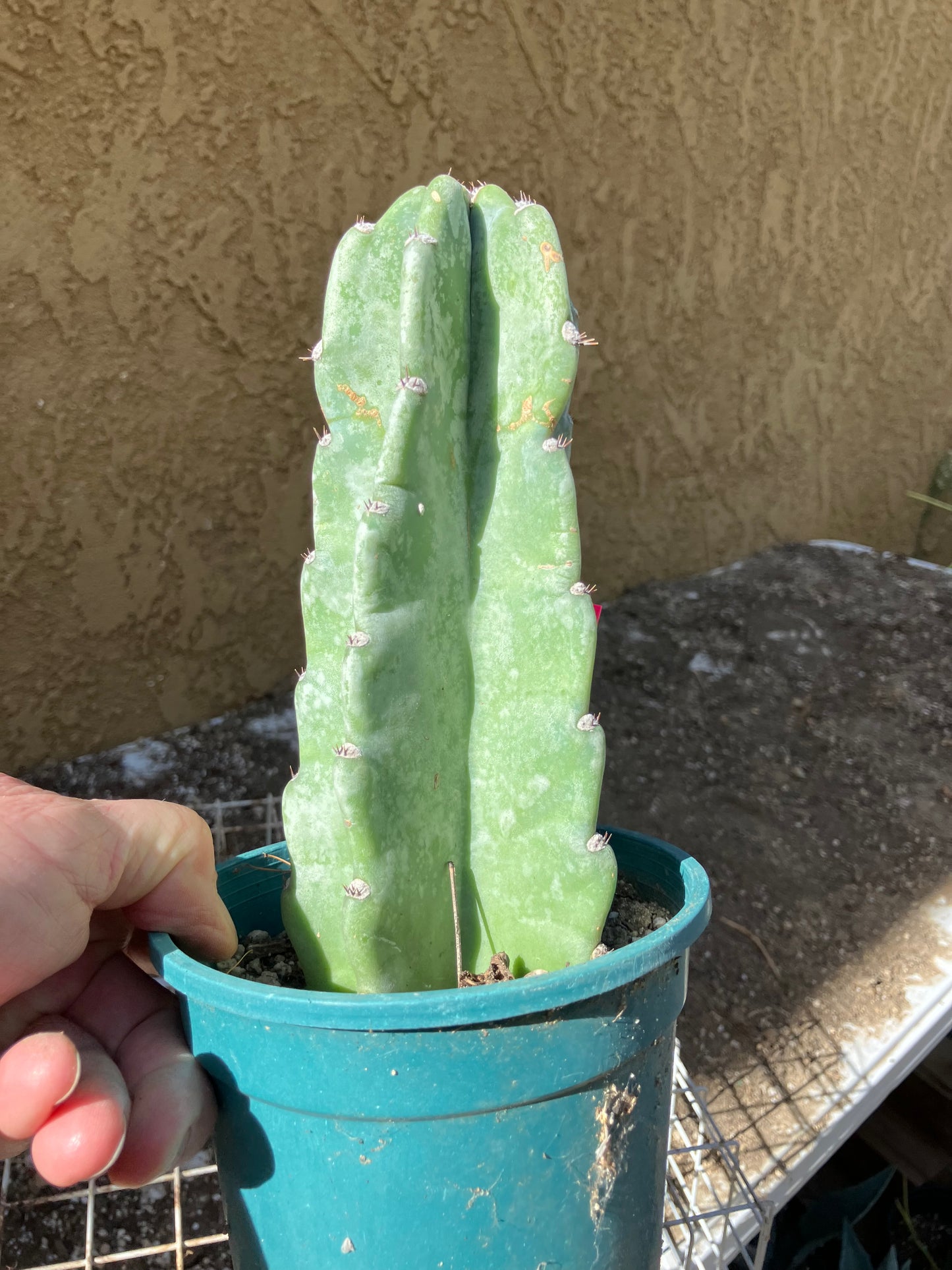 Cereus Peruvianus Night Blooming 7”Tall #07P