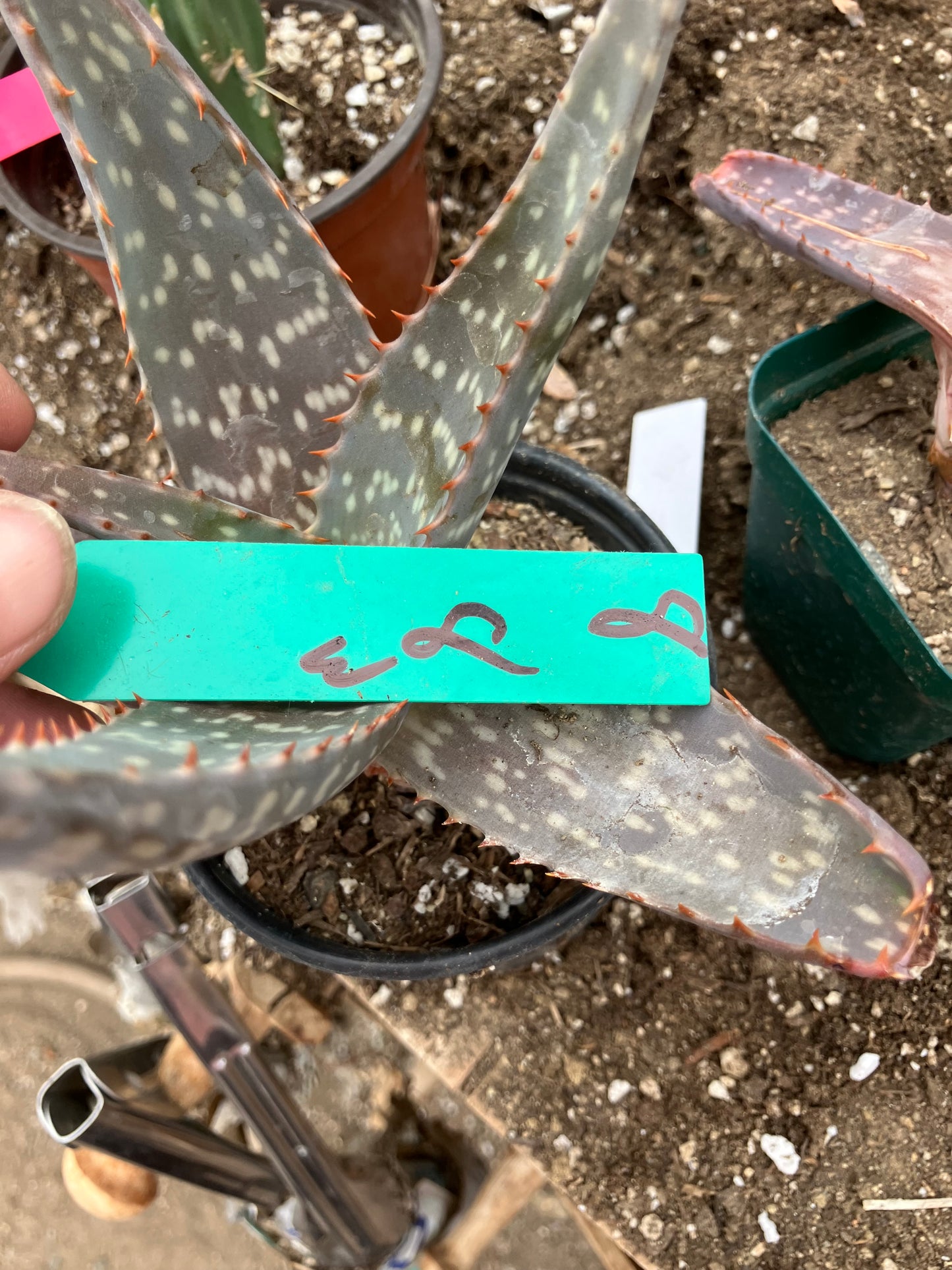 Aloe maculata Soap Aloe 8"Wide Succulent Cactus #8G