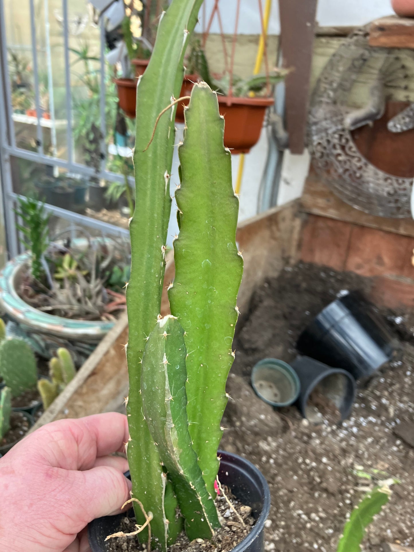 Dragon Fruit Plant Rooted Pitaya or Pitahaya 15" Tall #151P