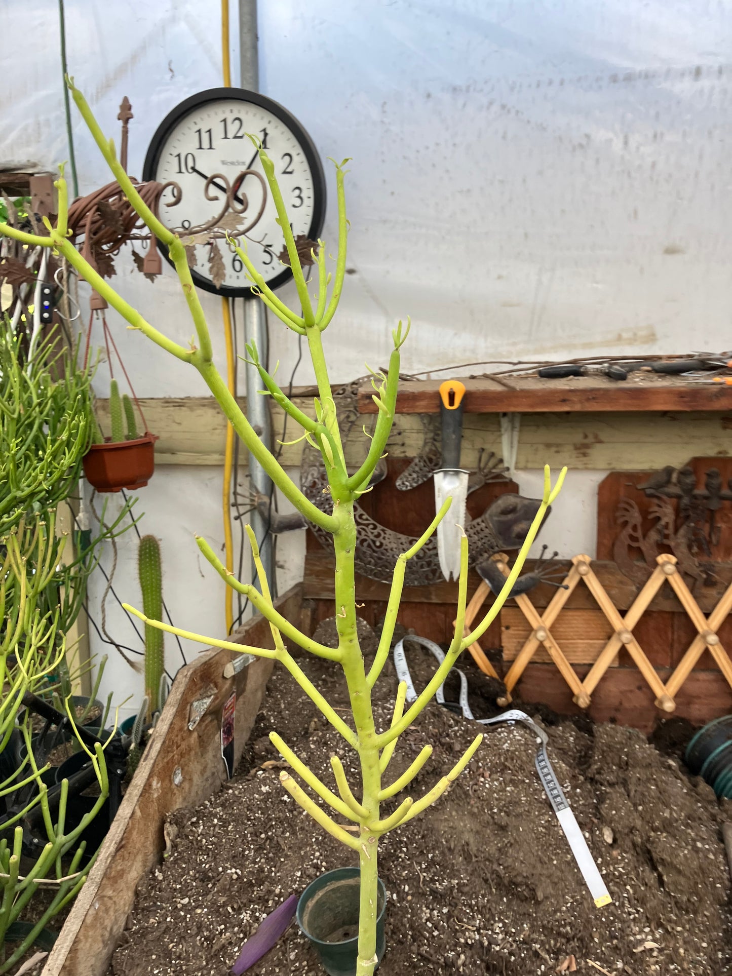 Euphorbia tirucalli Pencil Cactus/Succulent 30"Tall 9"Wide #312Y