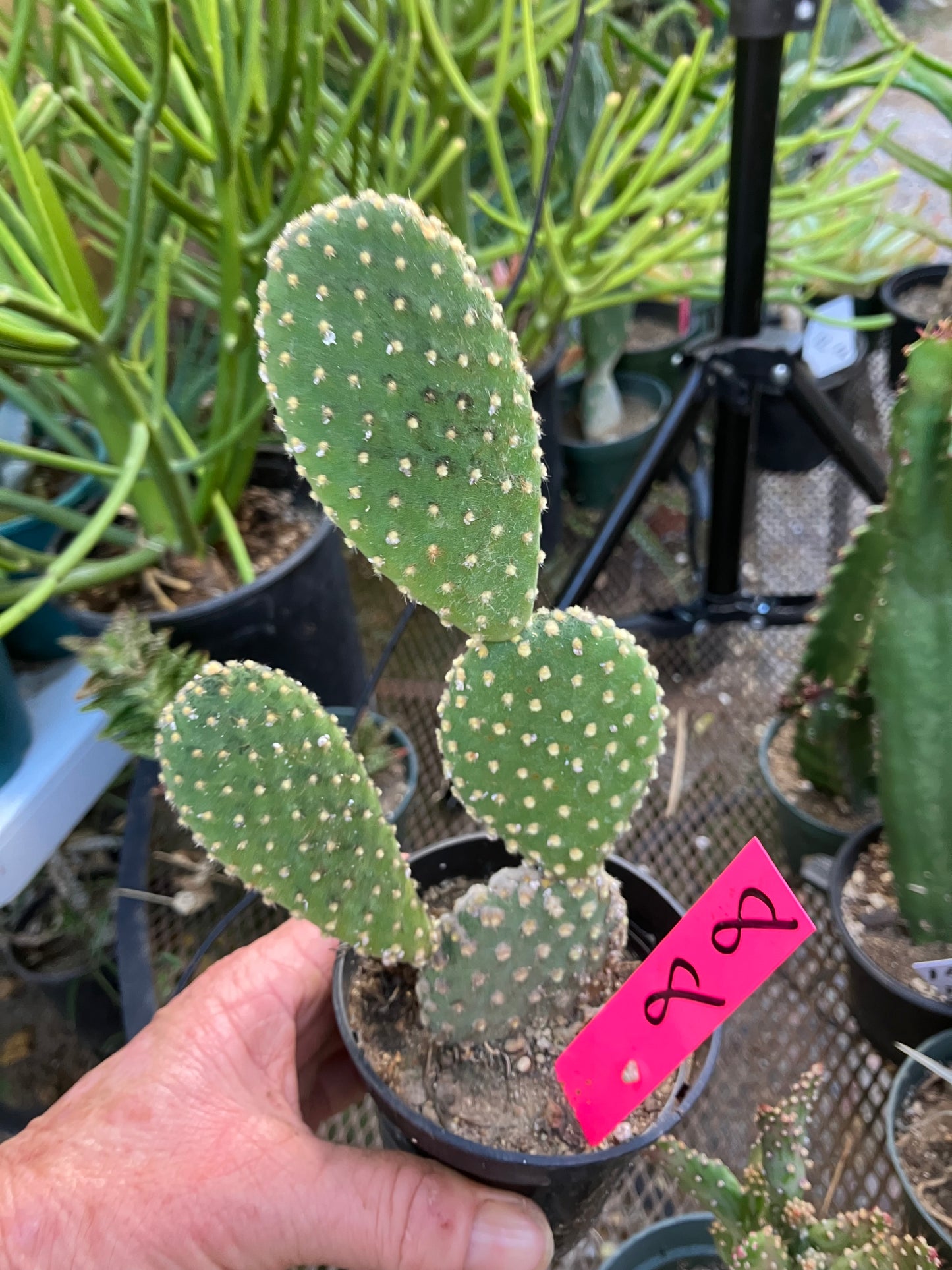 Opuntia microdasys Off White Bunny 8"Tall #8P