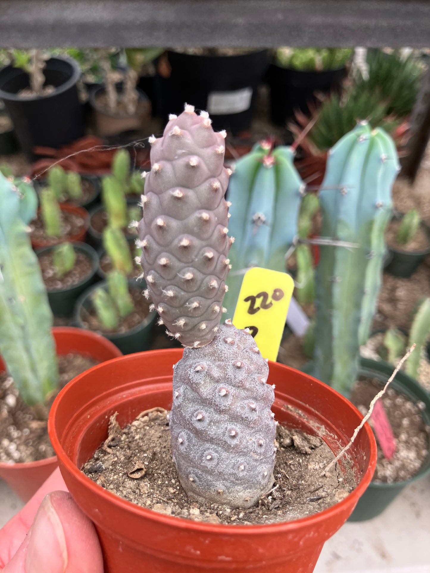 Pine Cone Cactus Tephrocactus~ articulatus var. diadematus Pinecone 3”Tall #220Y