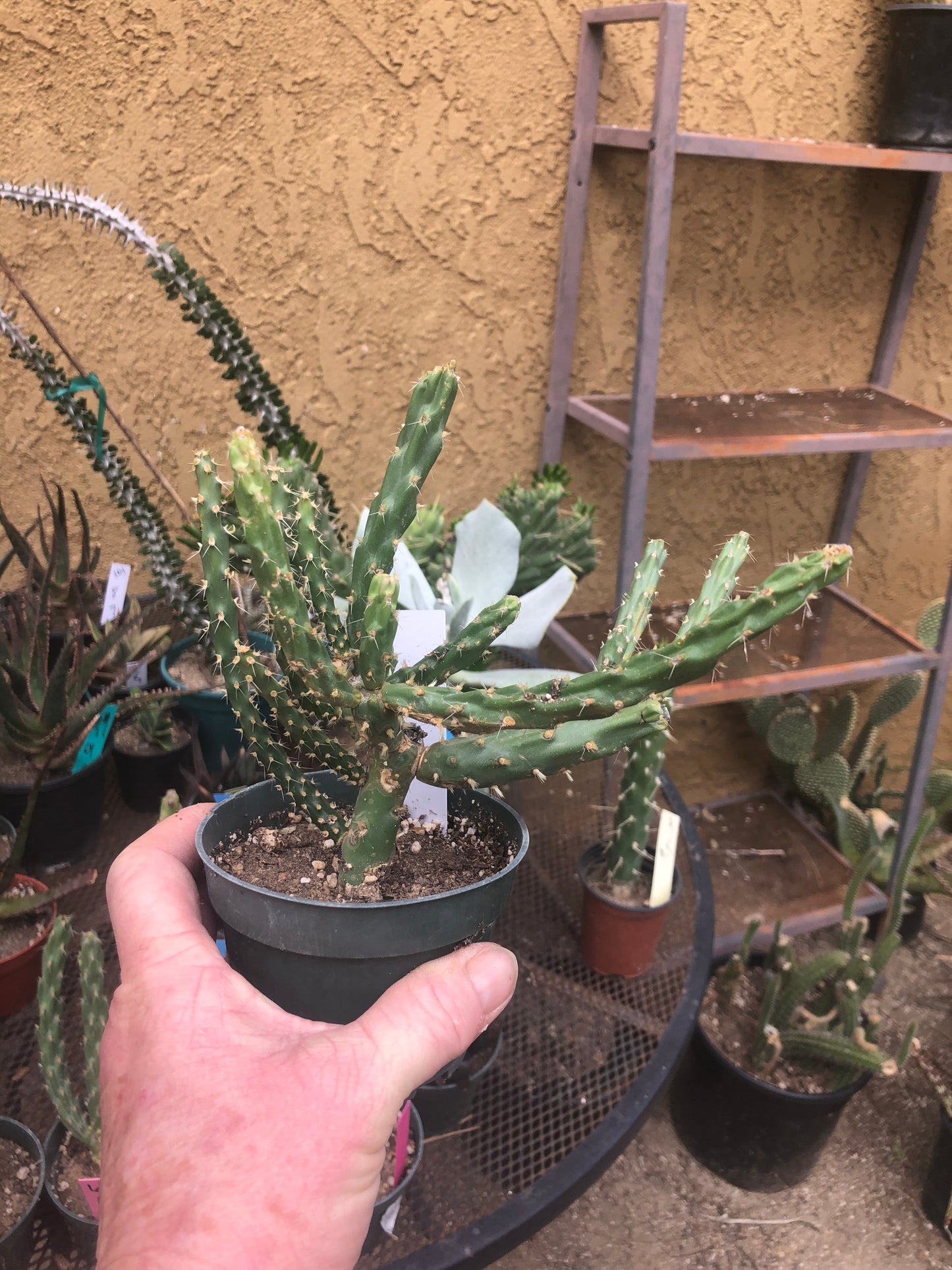 Cholla Cylindropuntia  Buckhorn 6”Tall #67W