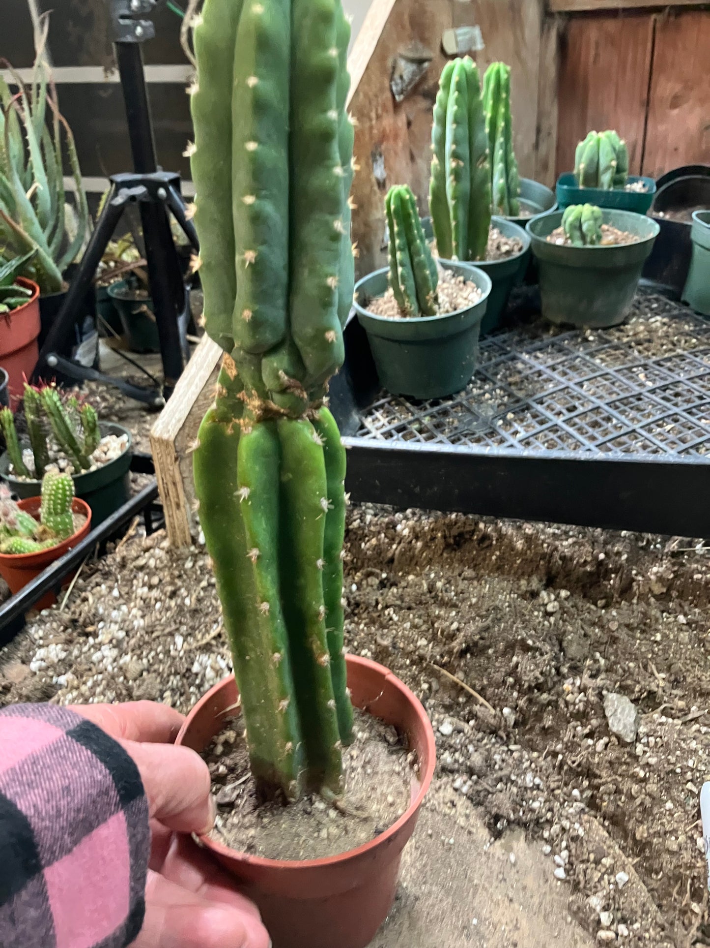 San Pedro Cactus - Trichocereus pachanoi 11" Tall #99W